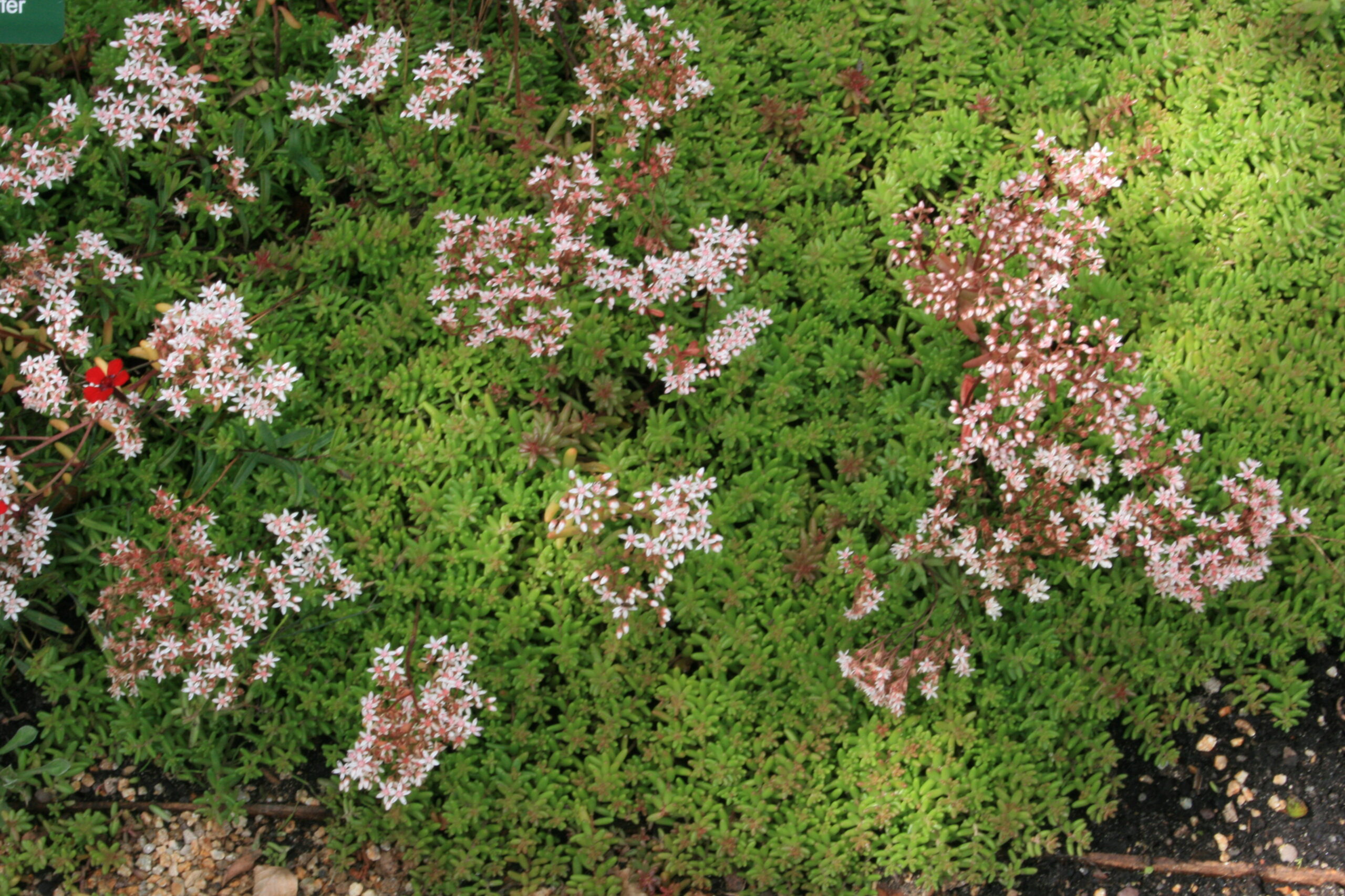 4213_sedum_album_coral_carpet_SS_002.jpeg