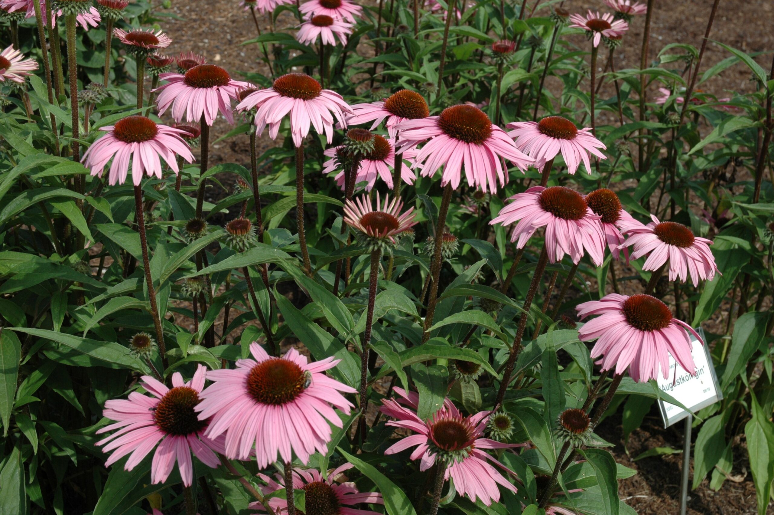 4900_echinacea_purpurea_augustkonigin_XS_002.jpeg