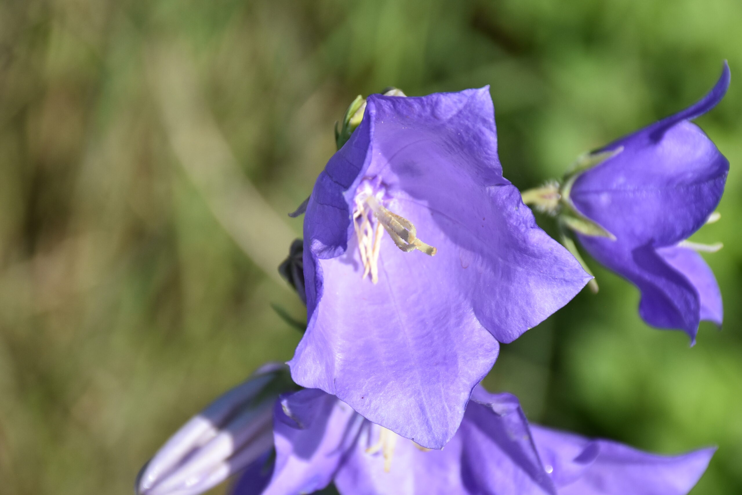 7271_campanula_persicifolia_grandiflora_coerulea_XS_003.jpg