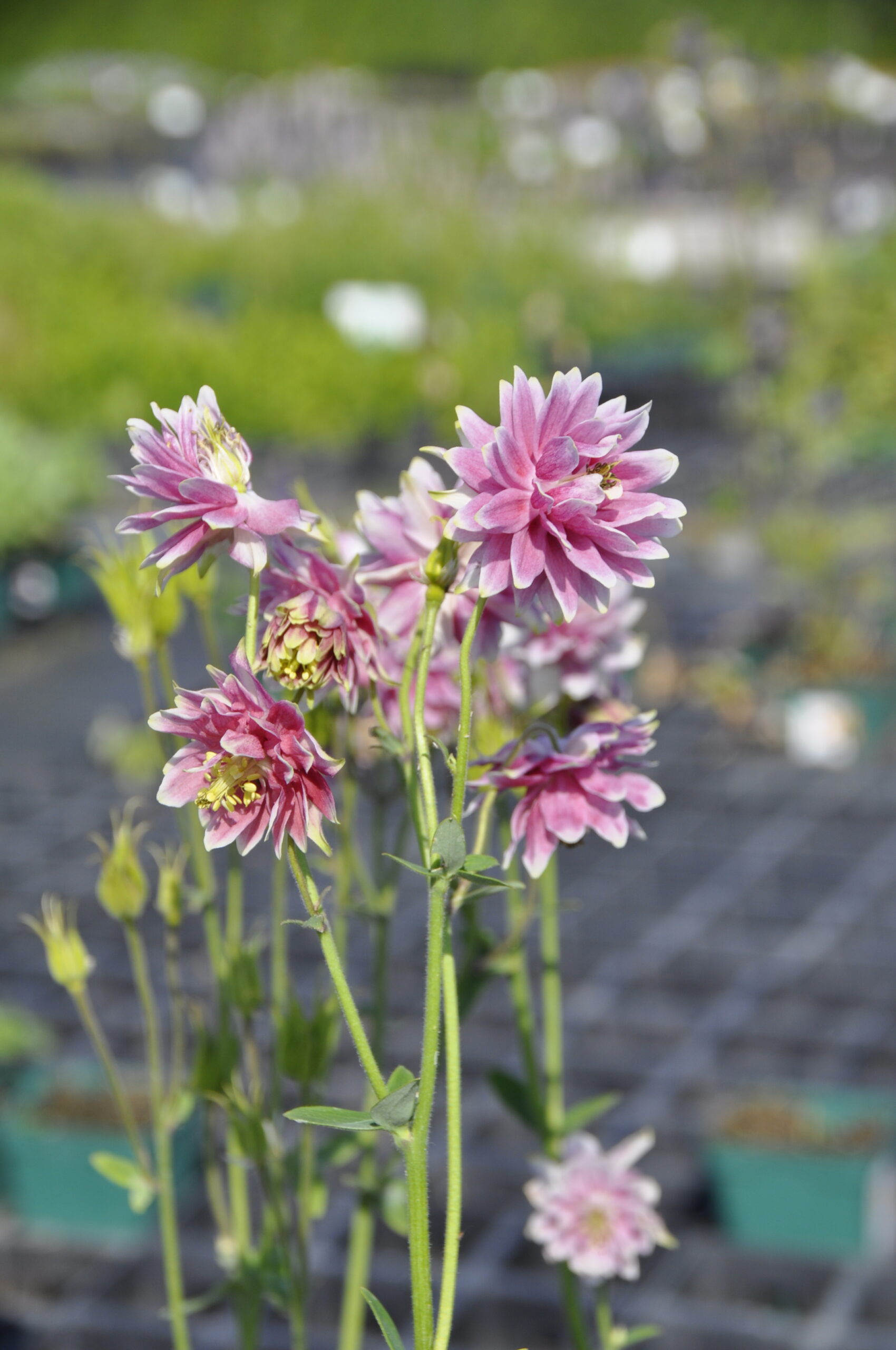 7686_aquilegia_cultorum_nora_barlow_BG_006.jpg