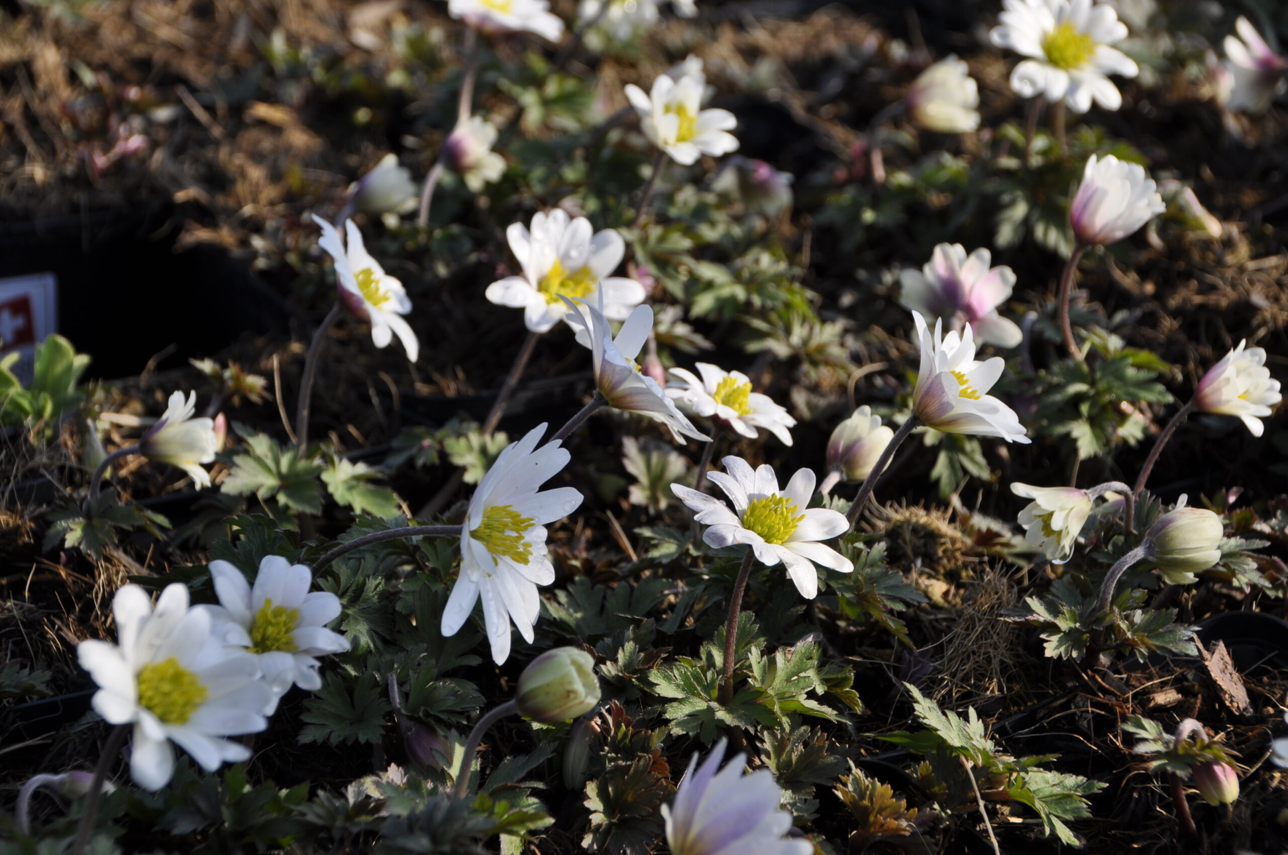 7725_anemone_blanda_white_splendour_BG_005.jpg