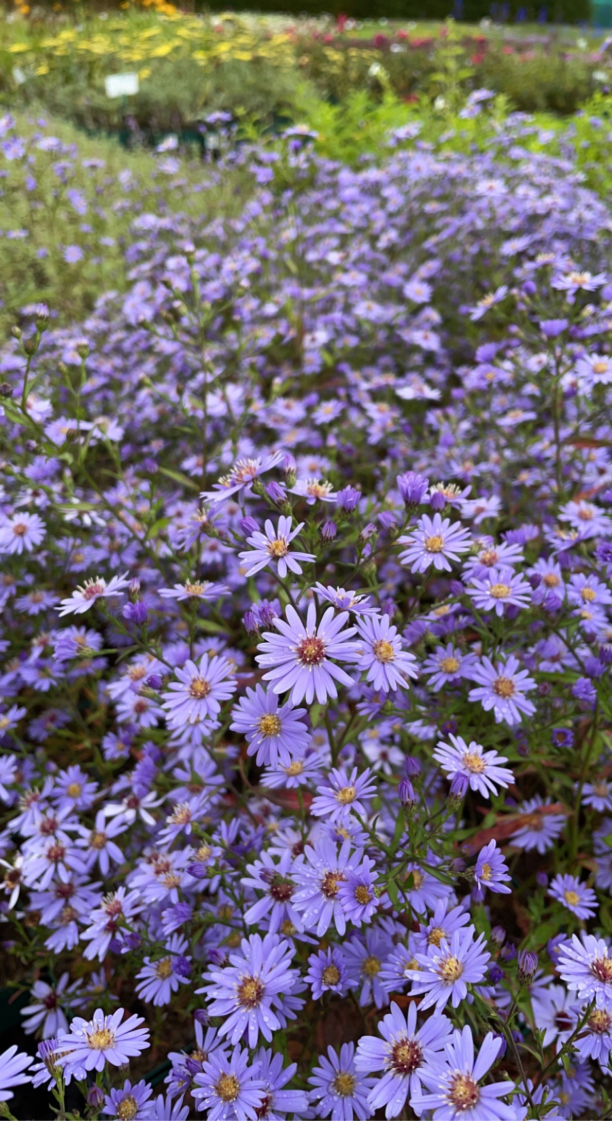 7732_aster_cordifolius_little_carlow_BG_002.jpg