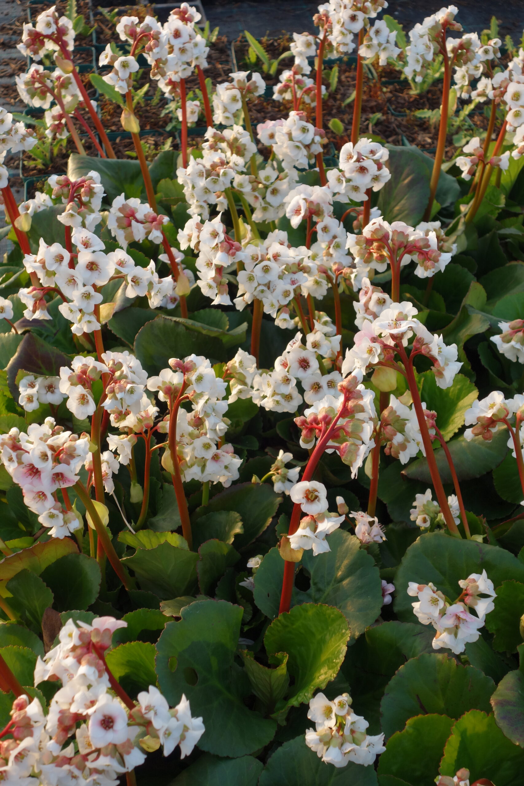 8267_bergenia_cordifolia_jelle_SS_001.jpg