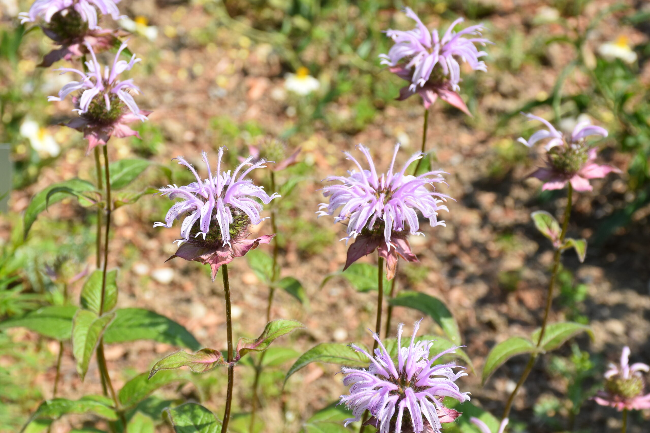 8752_monarda_bradburiana_ozark_XS_002.jpg