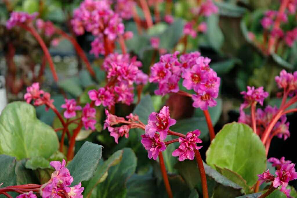882_bergenia_cordifolia_abendglut_XS_002.jpeg