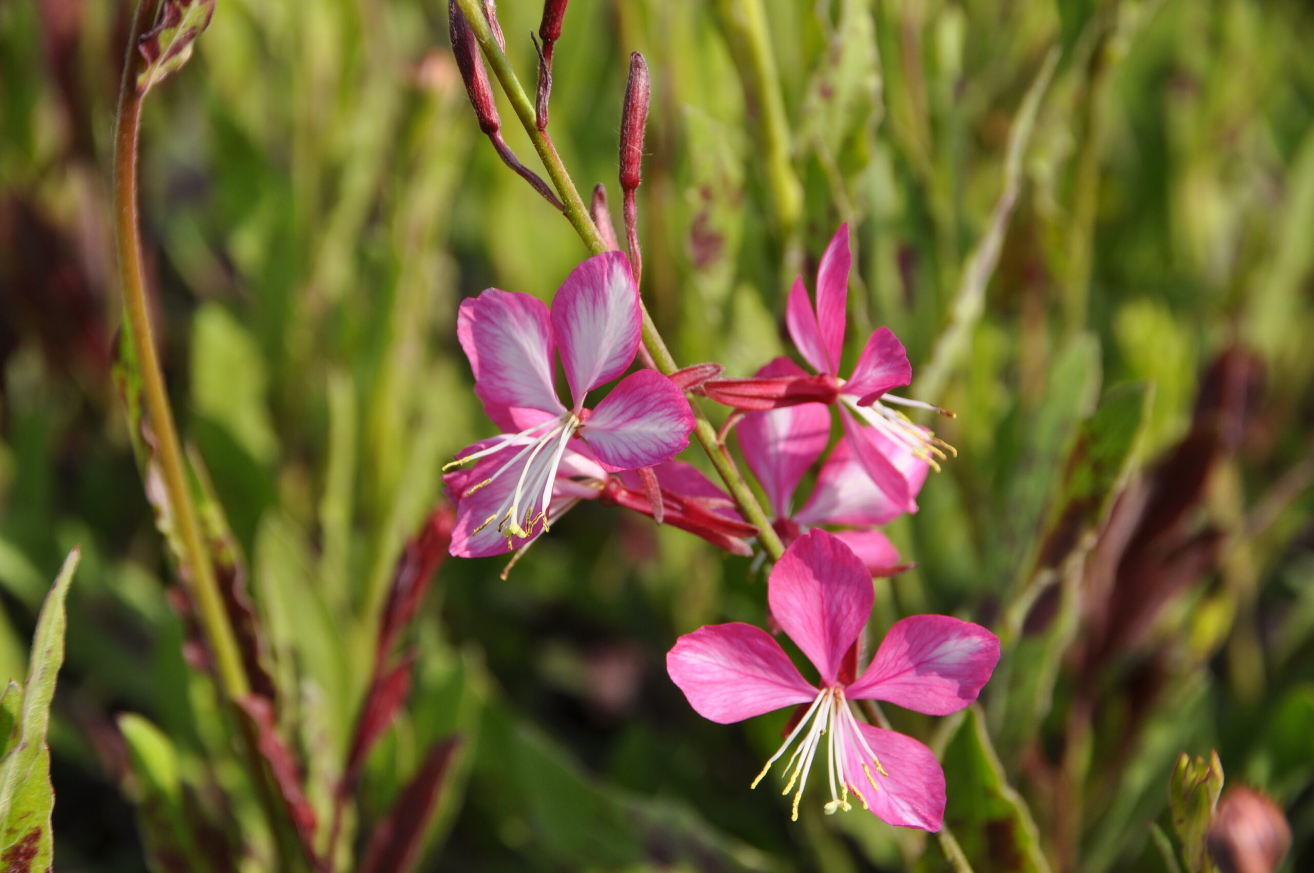 9015_gaura_lindheimeri_rosy_jane_BG_002.jpg