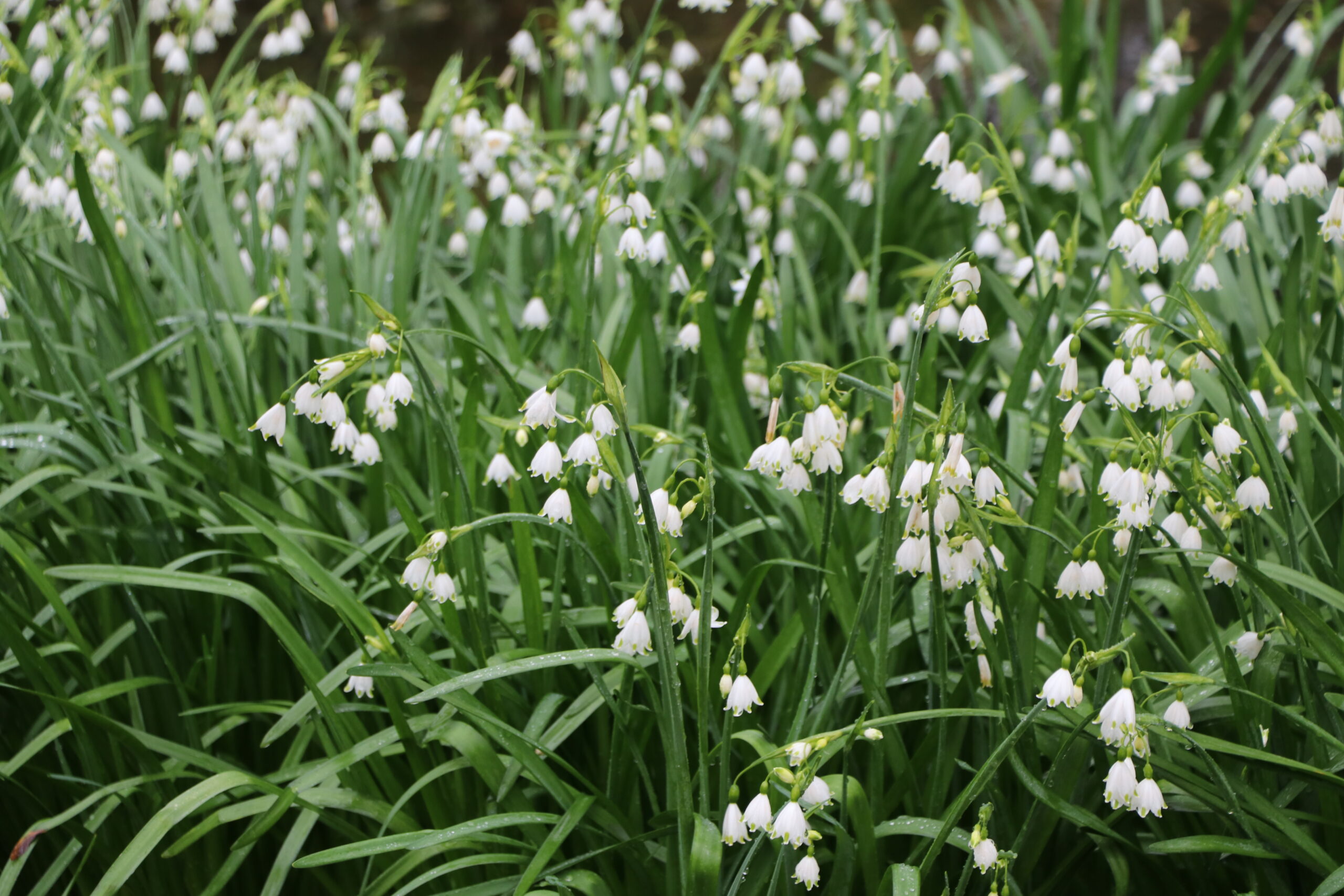 9119_leucojum_vernum_BG_002.jpg