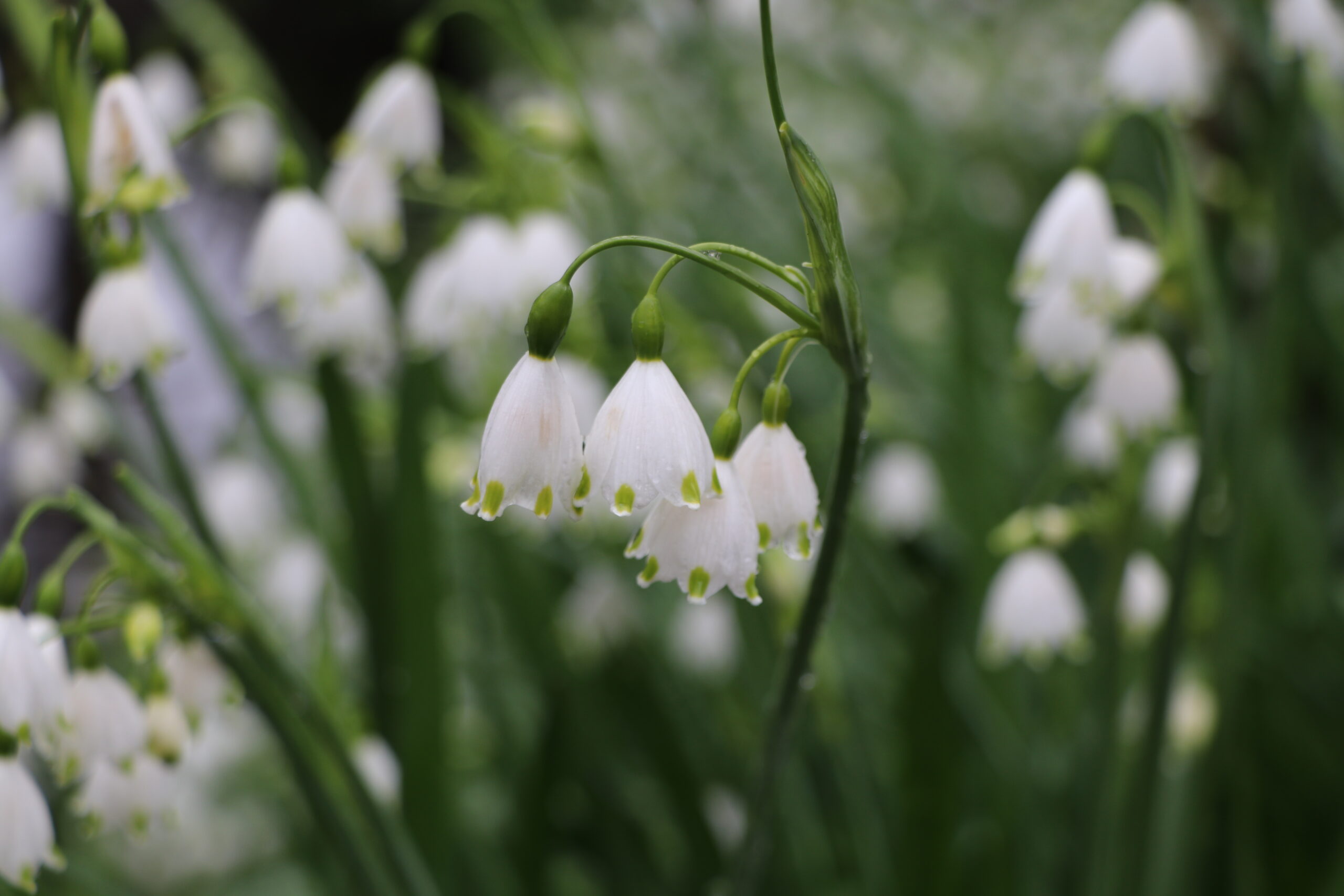 9131_leucojum_vernum_BG_003.jpg