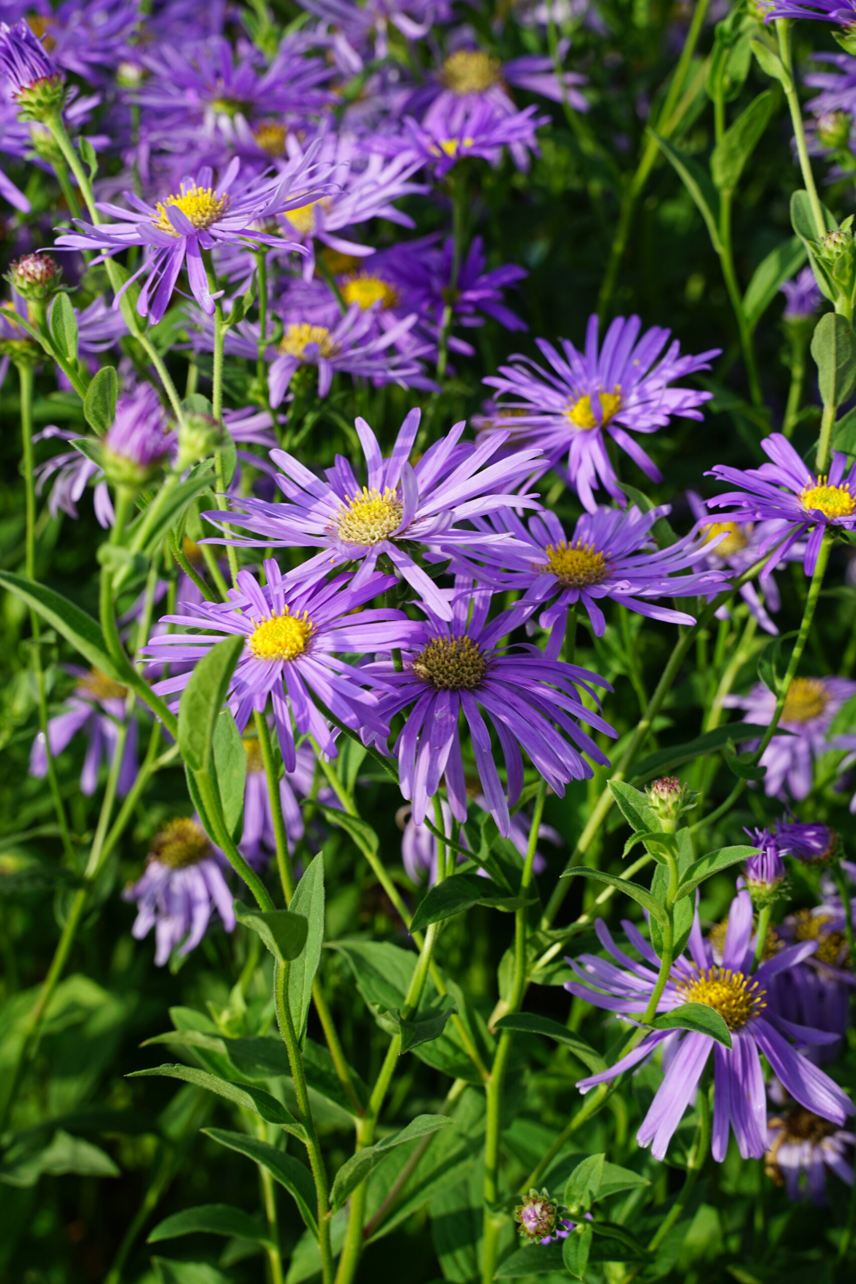 10387_aster_thomsonii_SS_001.jpg