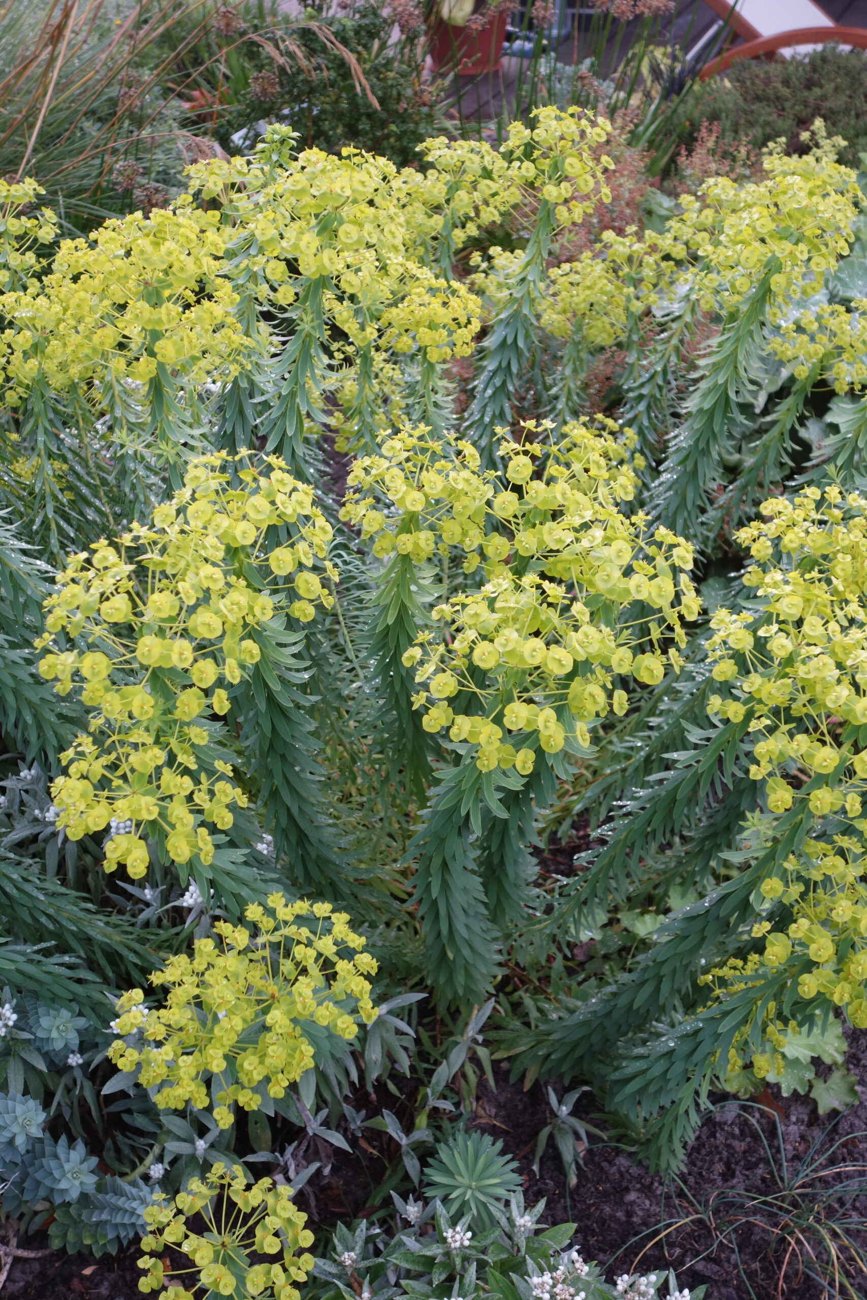 10512_euphorbia_seguieriana_sternenwolke_SS_001.jpg