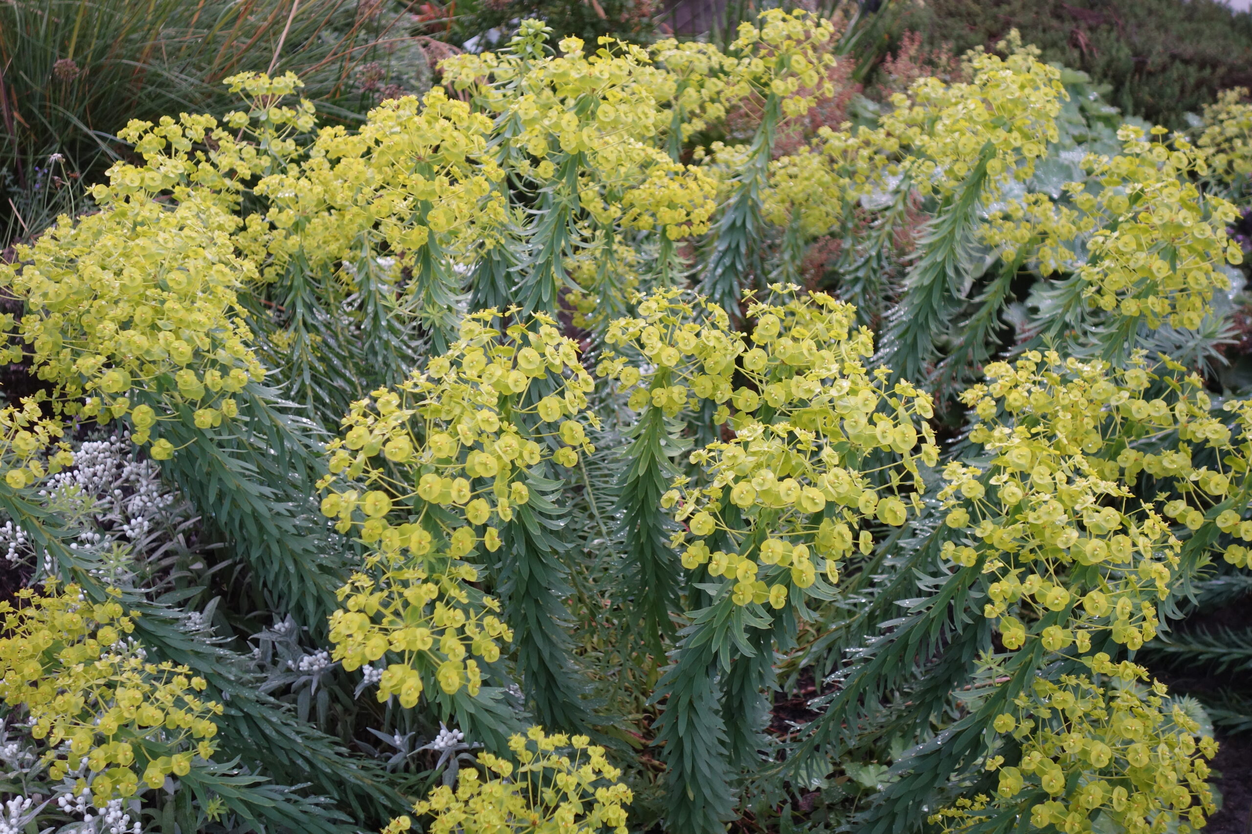 10513_euphorbia_seguieriana_sternenwolke_SS_002.jpg