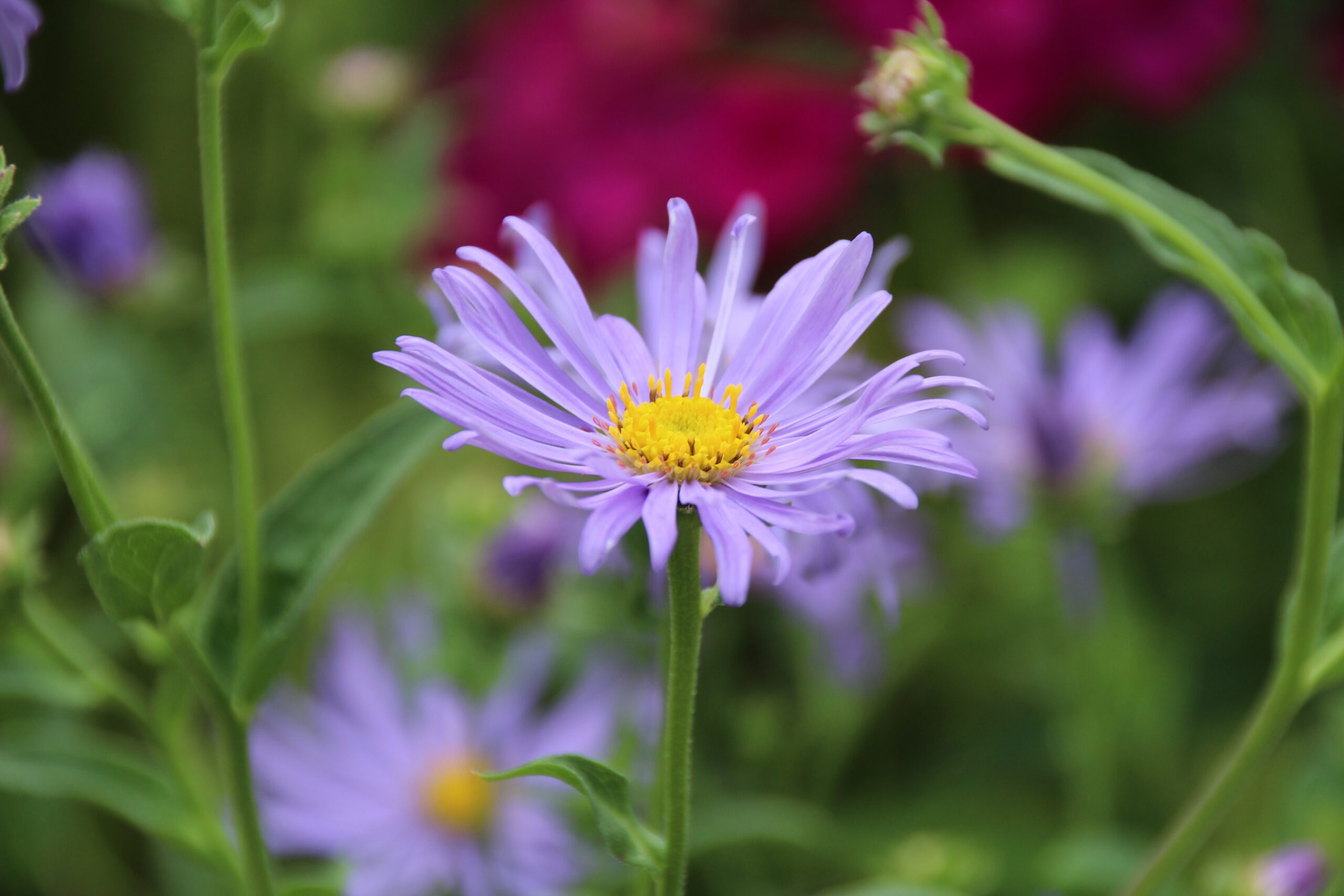 10969_aster_thomsonii_SS_003.jpg