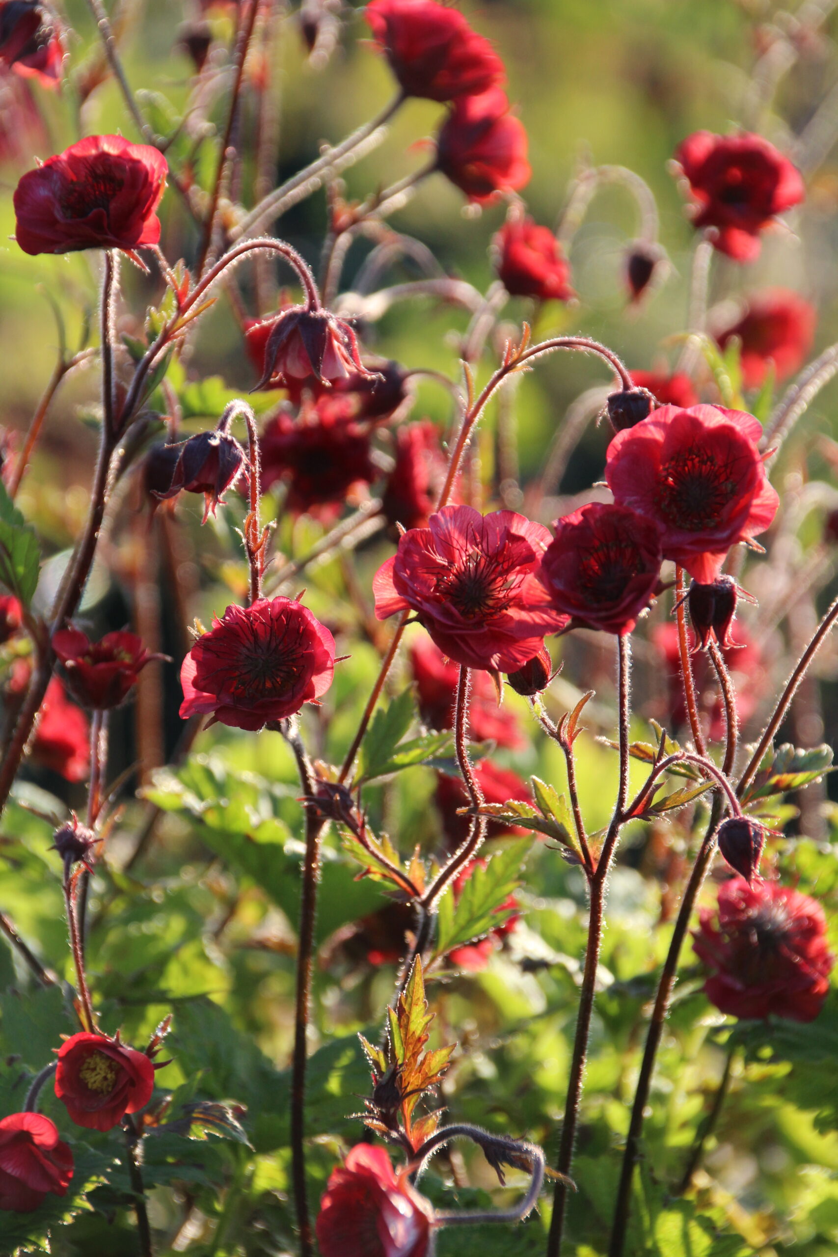 11164_geum_cultorum_flames_of_passion_SS_003.jpg