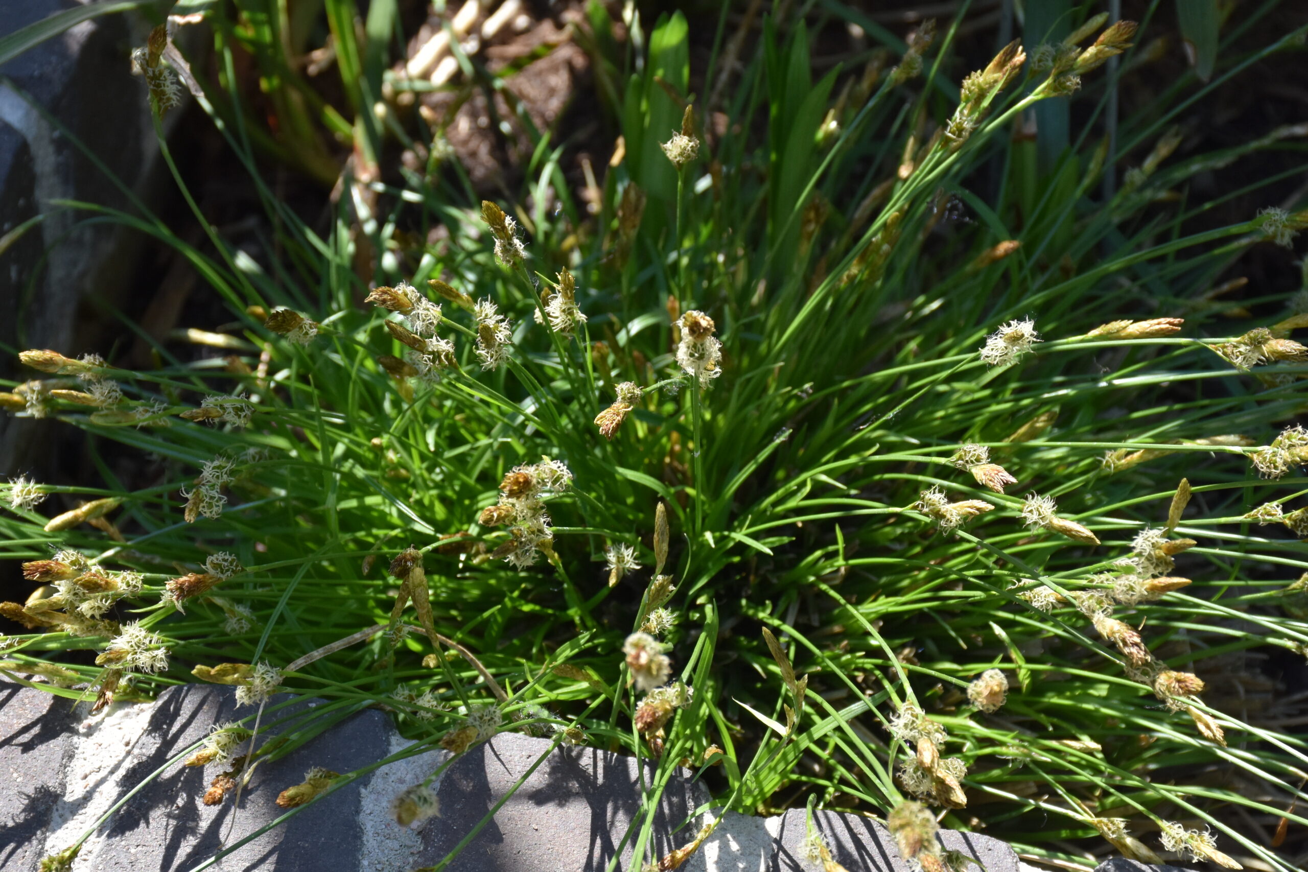 11682_carex_umbrosa_XS_002.jpg