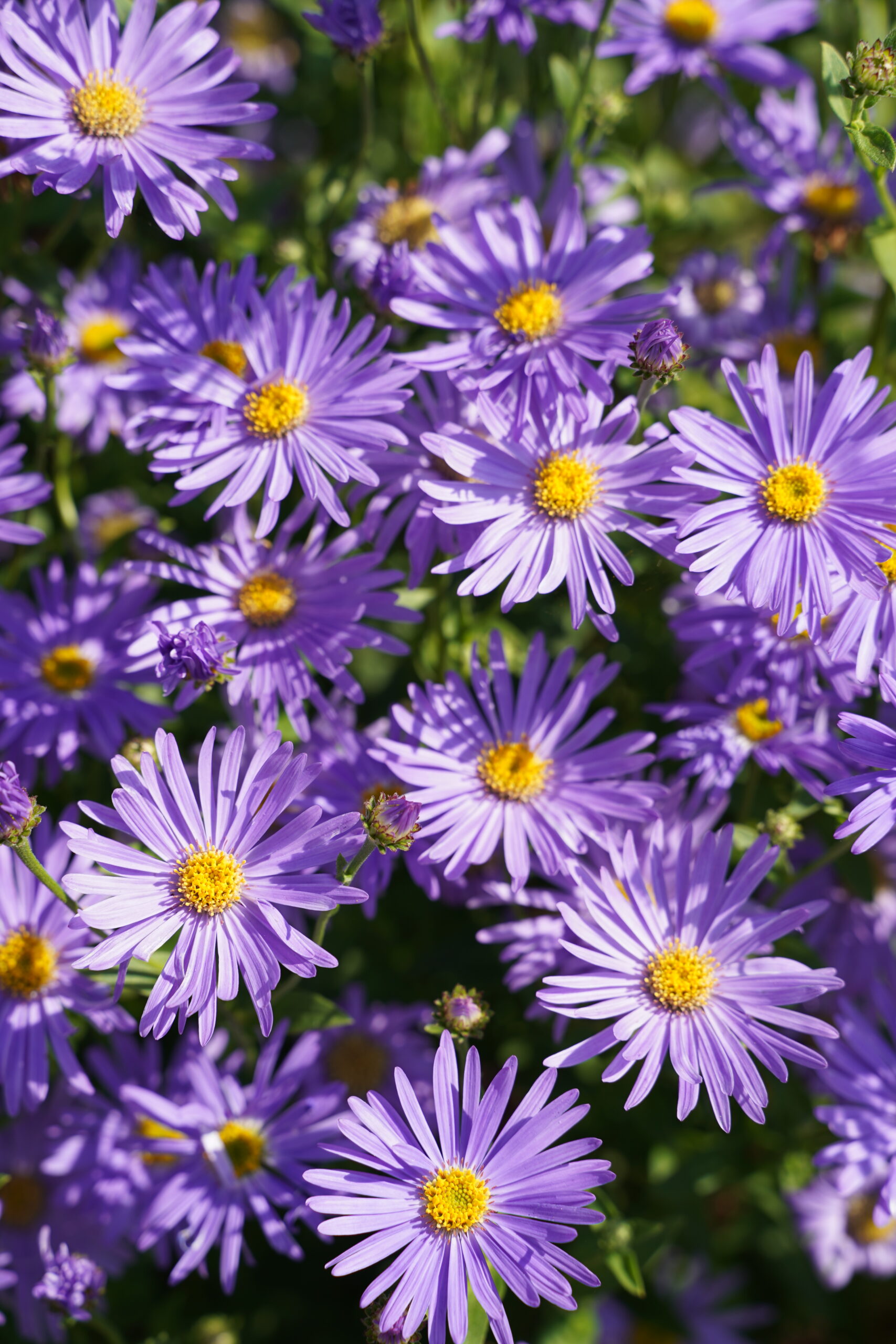 12363_aster_thomsonii_SS_004.jpg