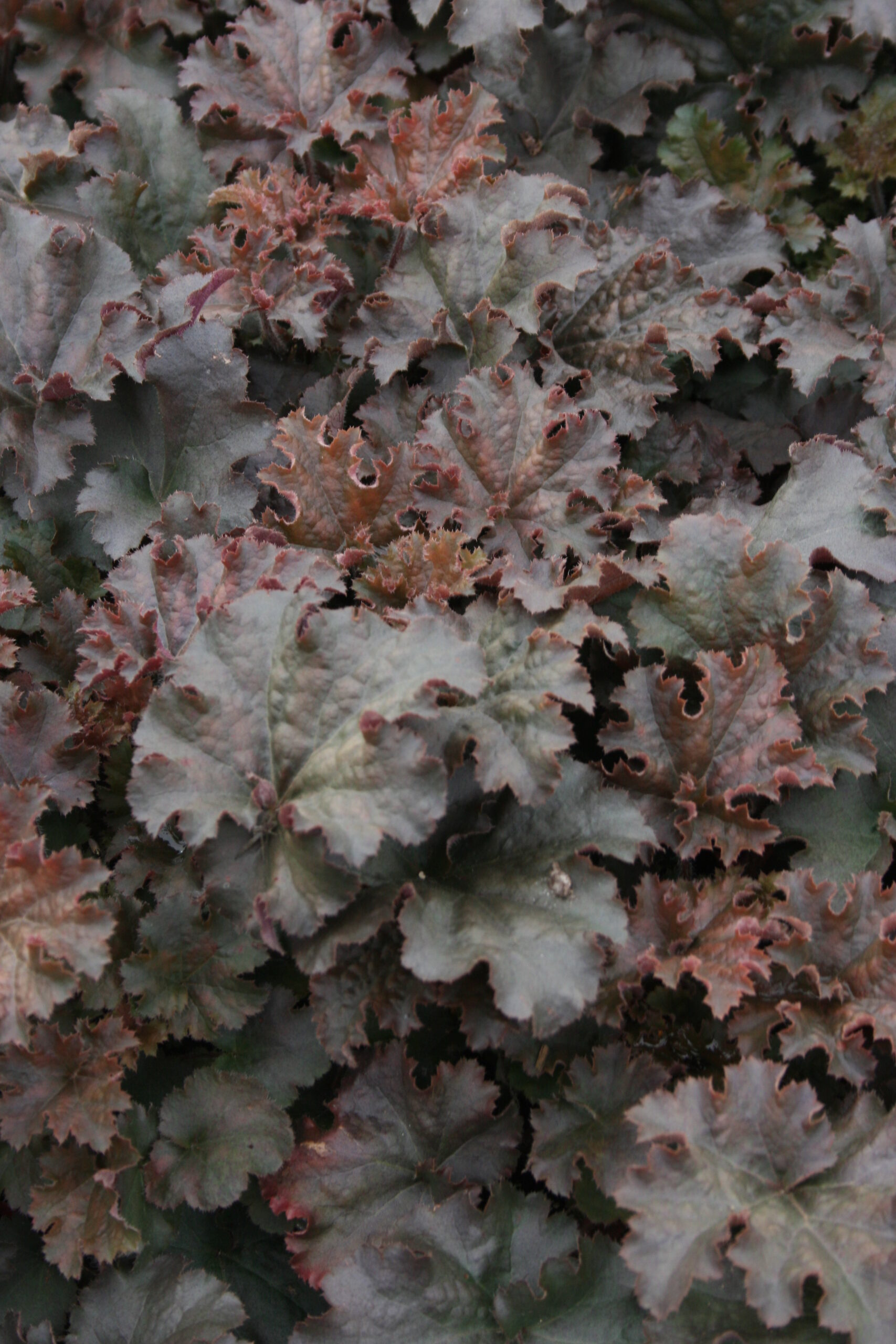 2500_heuchera_cultorum_cappuccino_SS_001.jpeg