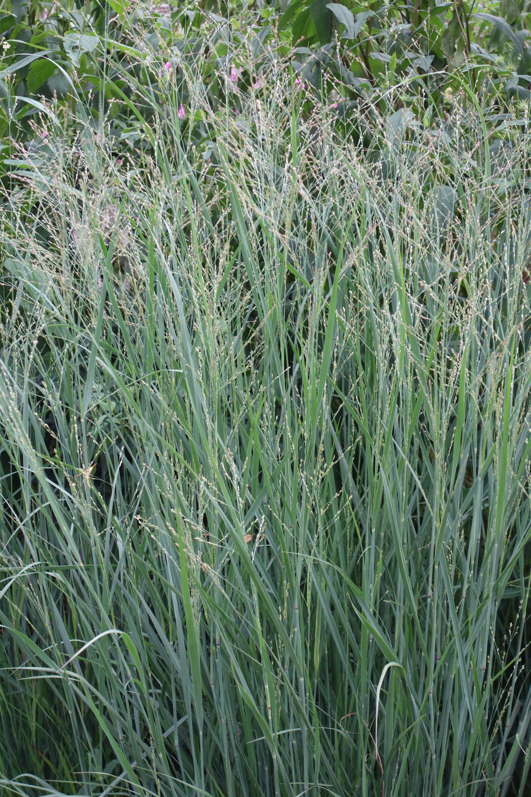 5054_panicum_virgatum_prairie_sky_SS_002.jpg