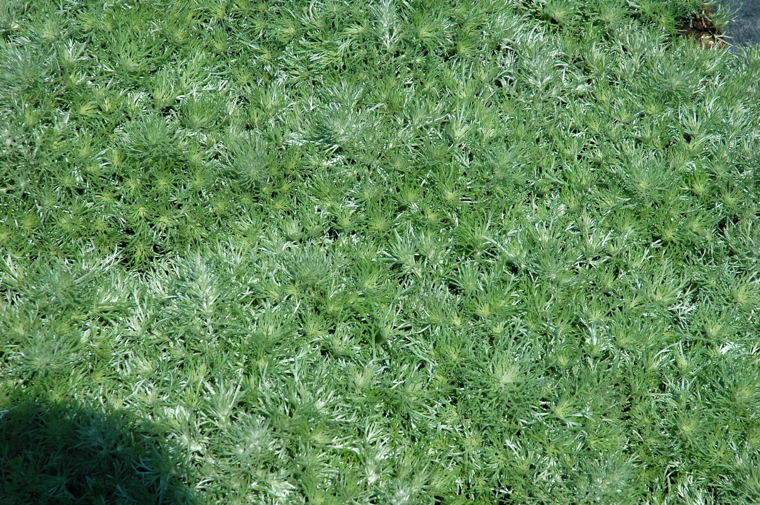 515_artemisia_schmidtiana_nana_XS_001.jpeg