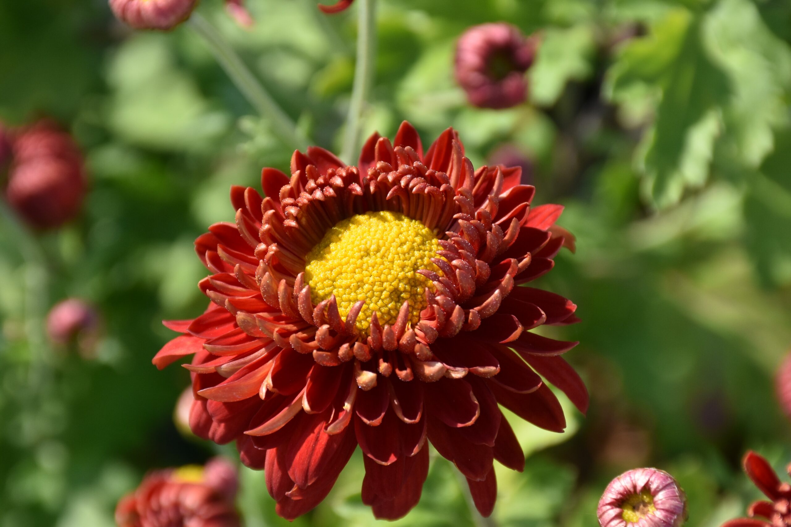 5736_chrysanthemum_hortorum_fellbacher_wein_XS_002.jpeg