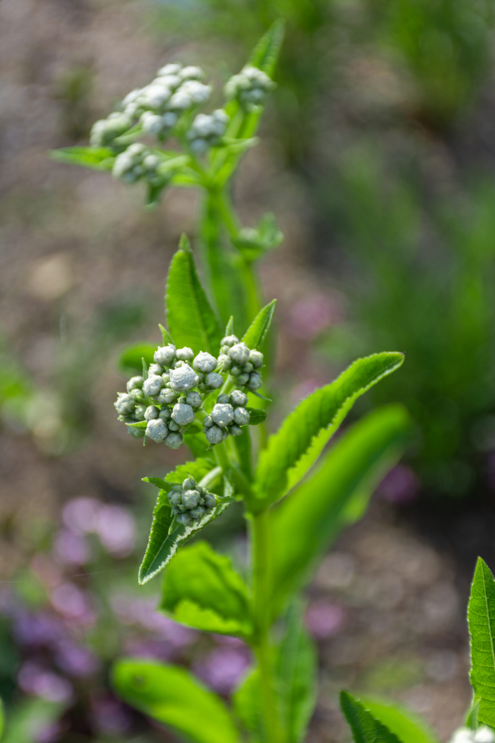 5753_parthenium_integrifolium_XS_001.jpeg