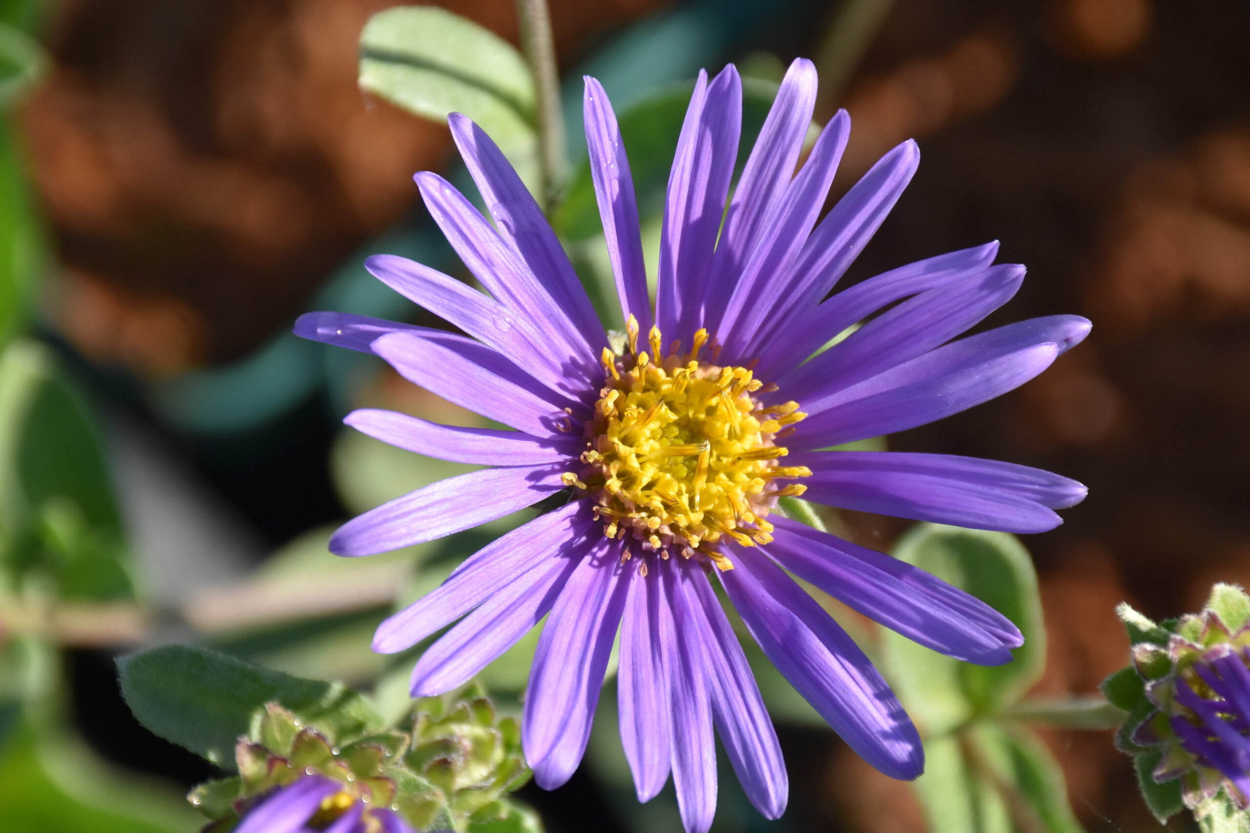 7500_aster_amellus_blue_king_XS_001.jpg