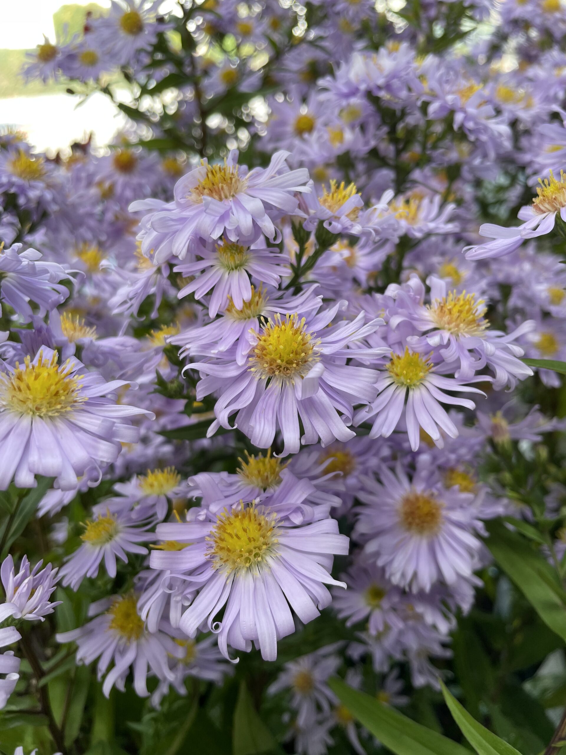 7628_aster_dumosus_silberblaukissen_BG_001.jpg