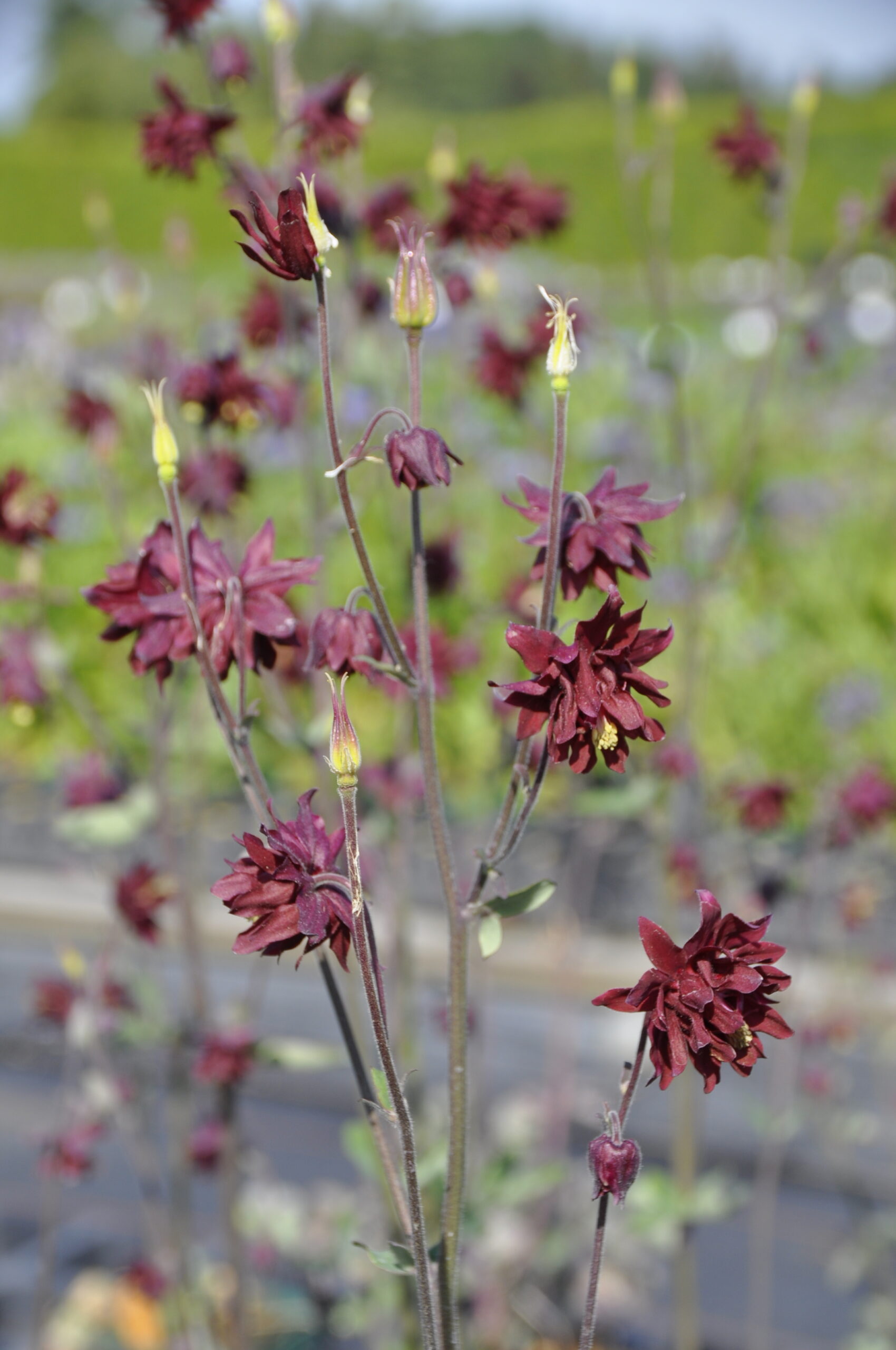 7689_aquilegia_vulgaris_ruby_port_BG_001.jpg