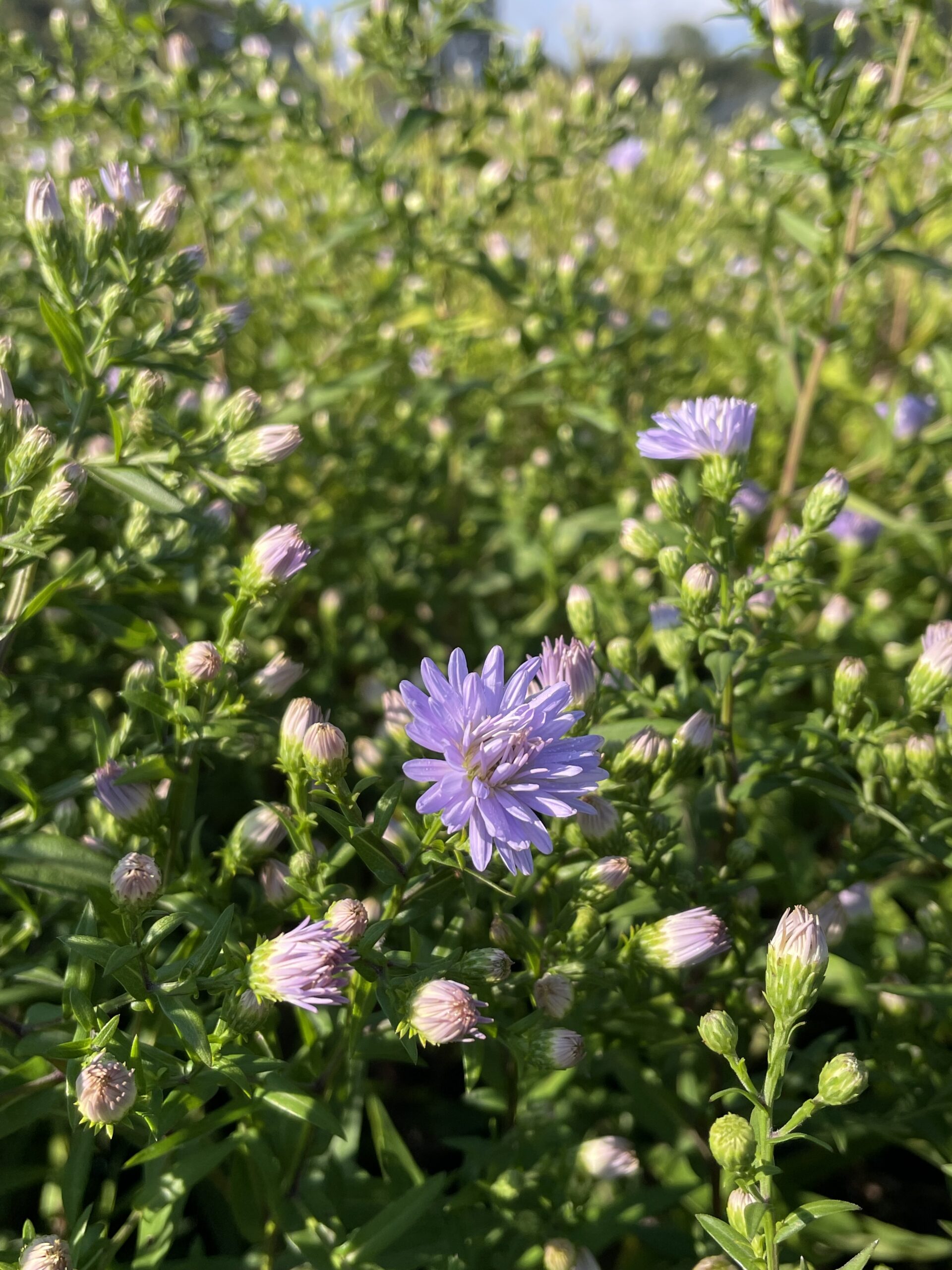 7733_aster_dumosus_silberblaukissen_BG_002.jpg