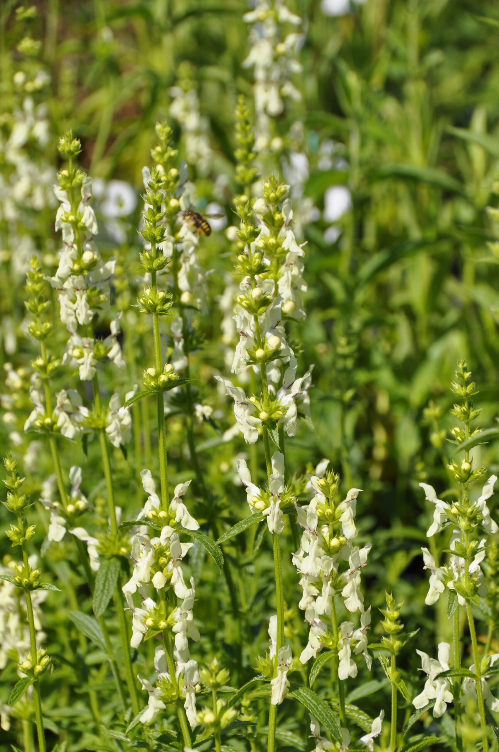 8157_stachys_recta_BG_003.jpg