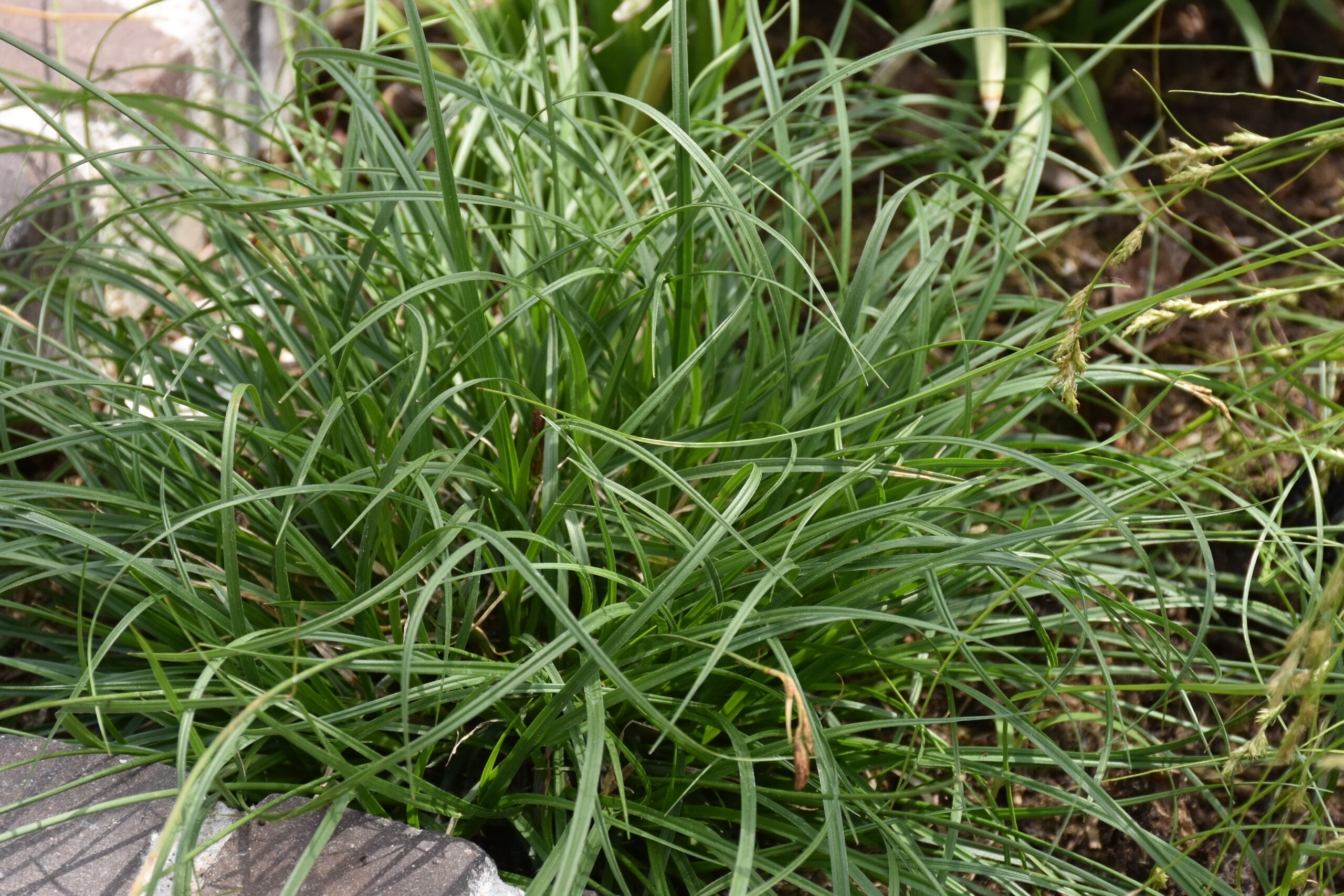 9355_carex_umbrosa_XS_001.jpg