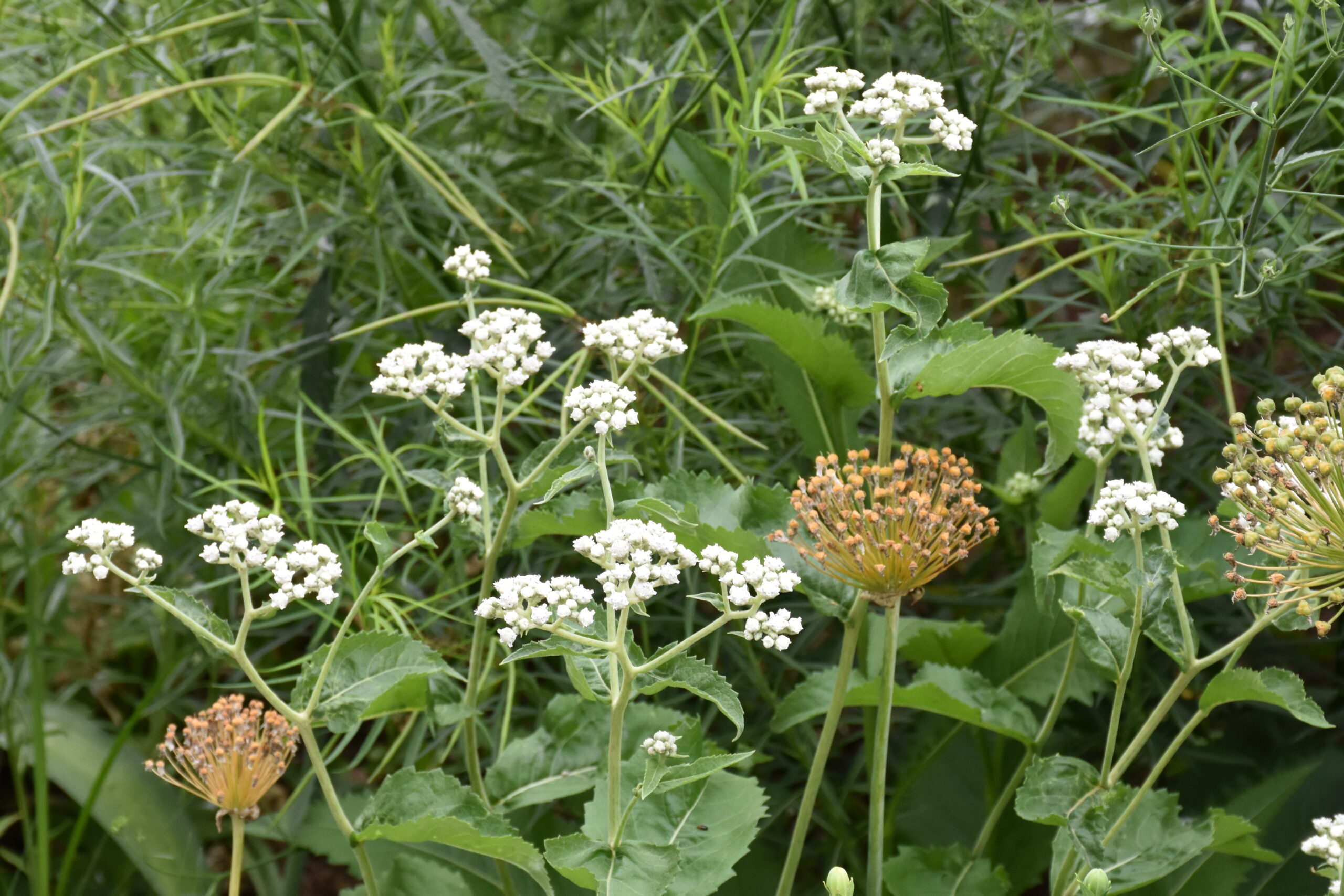 9649_parthenium_integrifolium_XS_004.jpg