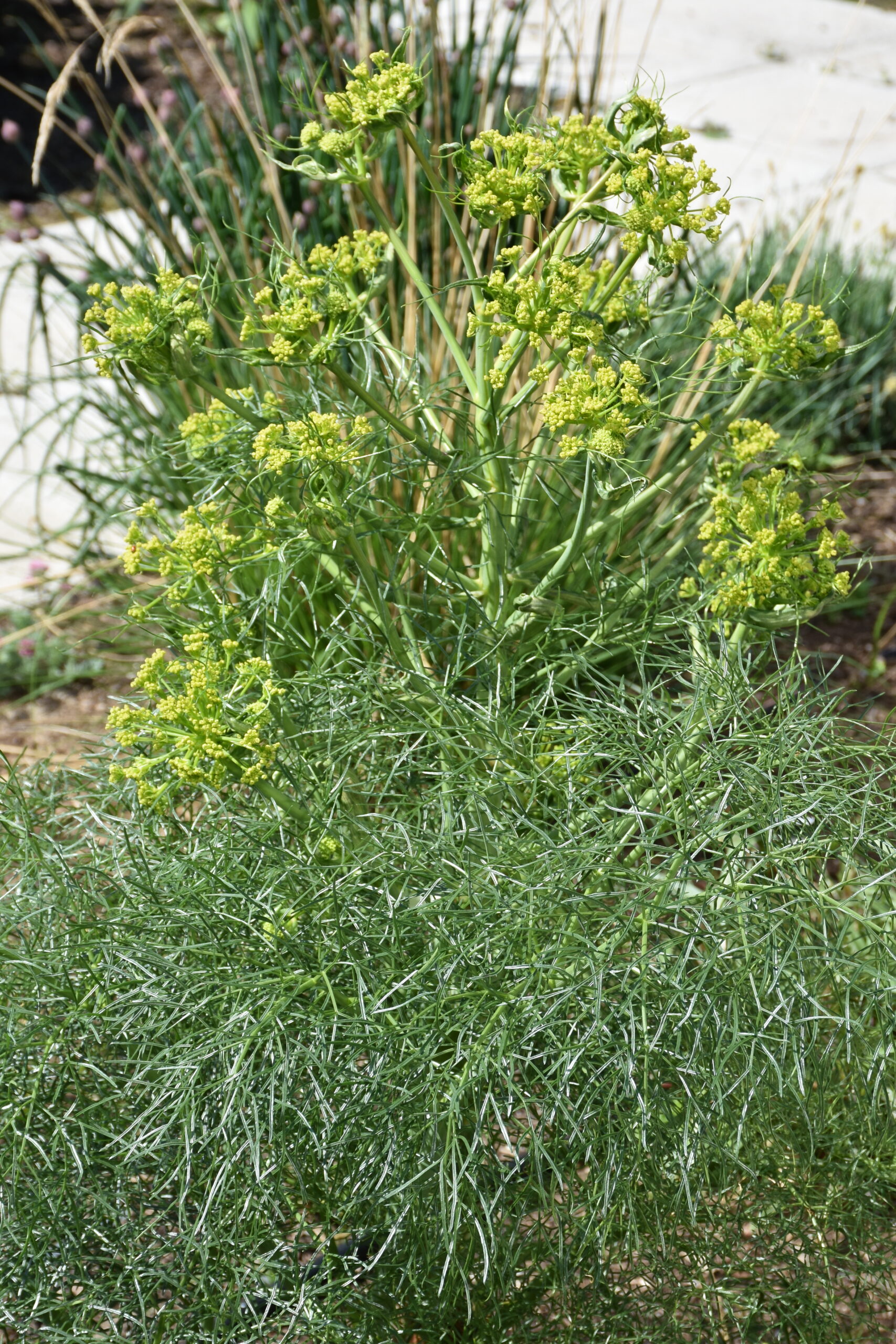 11685_ferula_communis_XS_002.jpg