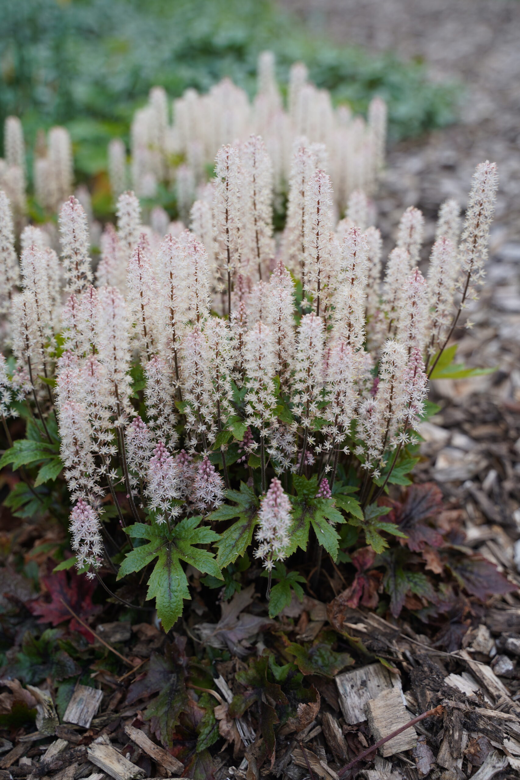 12745_tiarella_laciniata_pink_skyrocket_SS_003.jpg