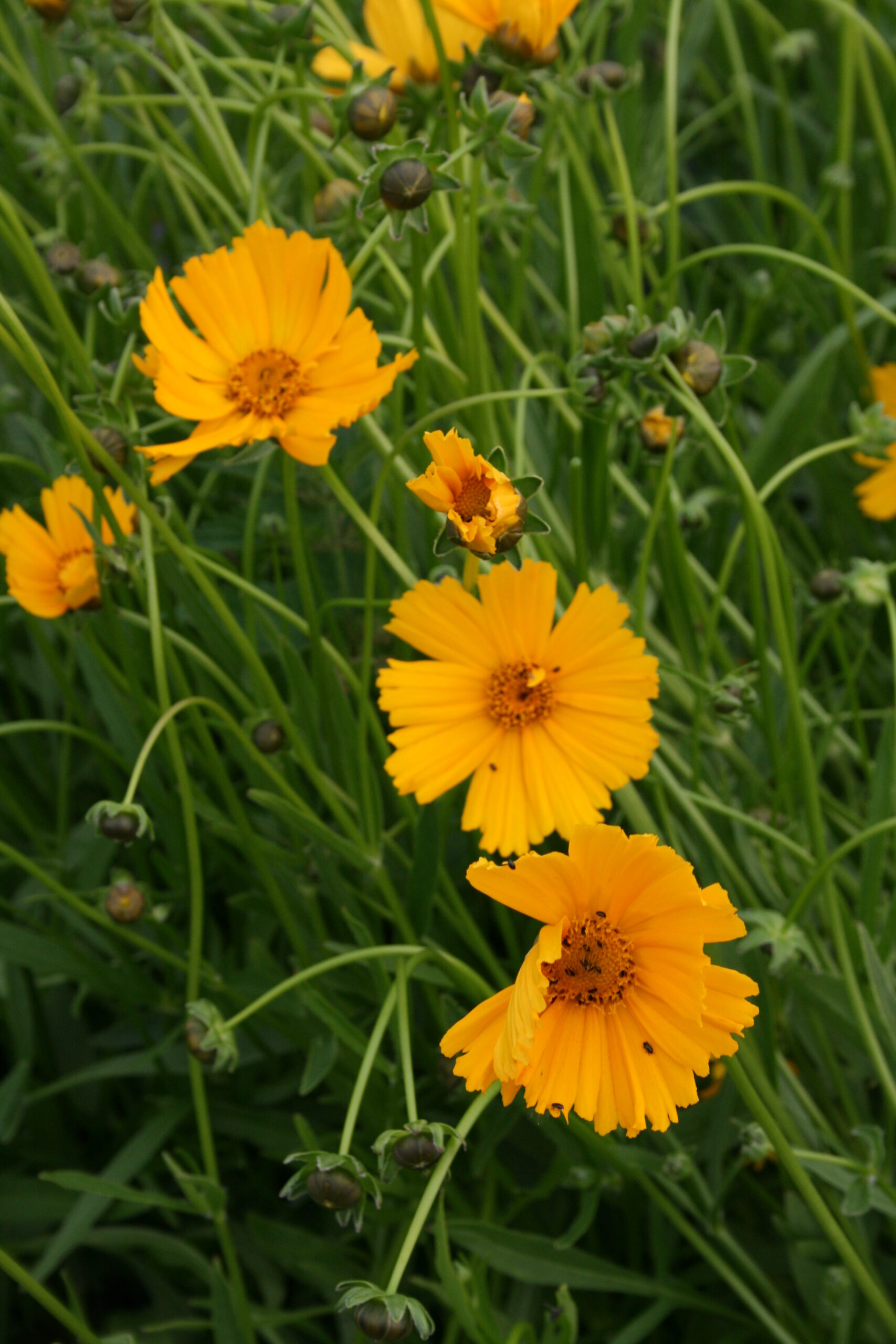 1301_coreopsis_grandiflora_schnittgold_SS_001.jpeg