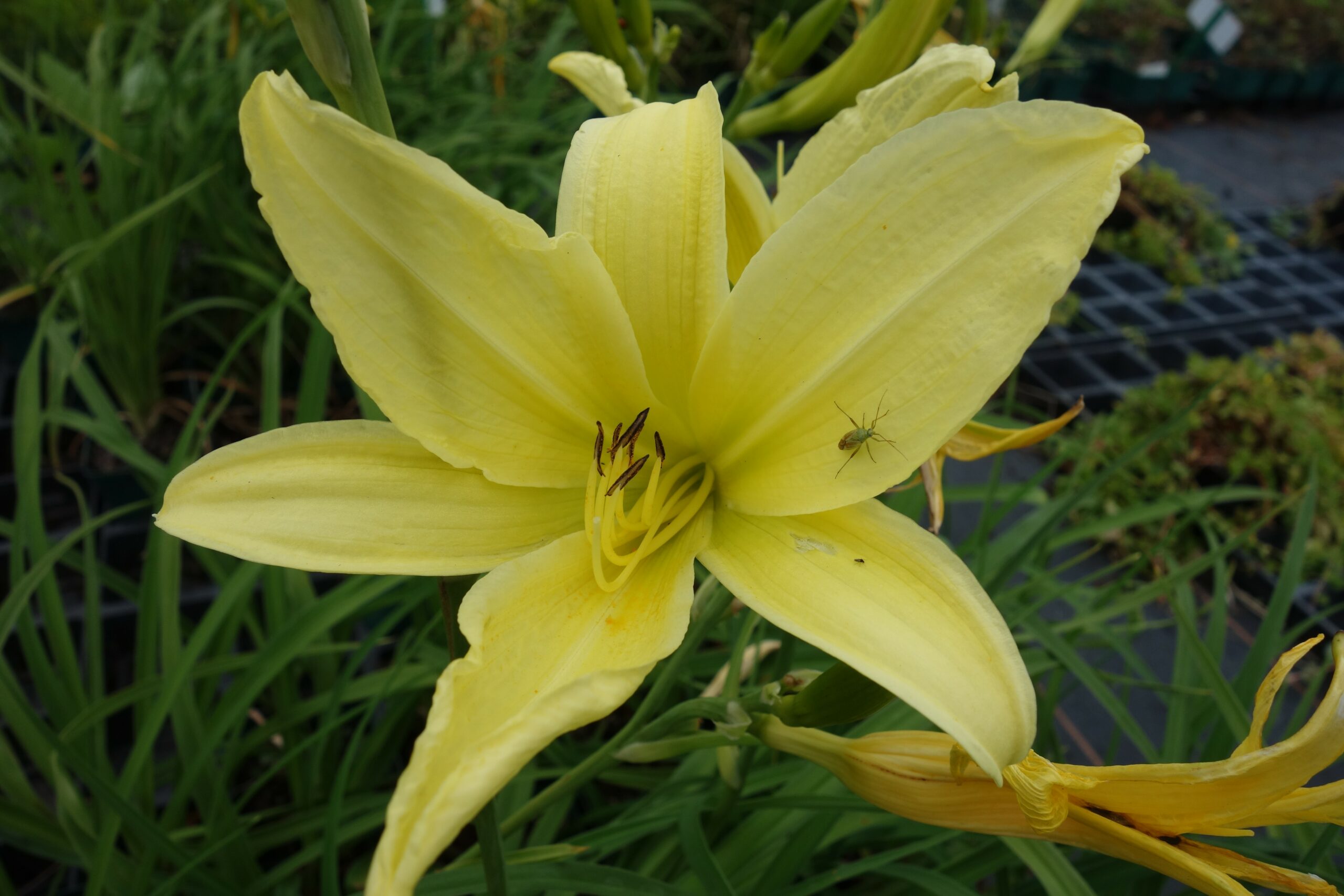 2379_hemerocallis_lilioasphodelus_SS_002.jpeg