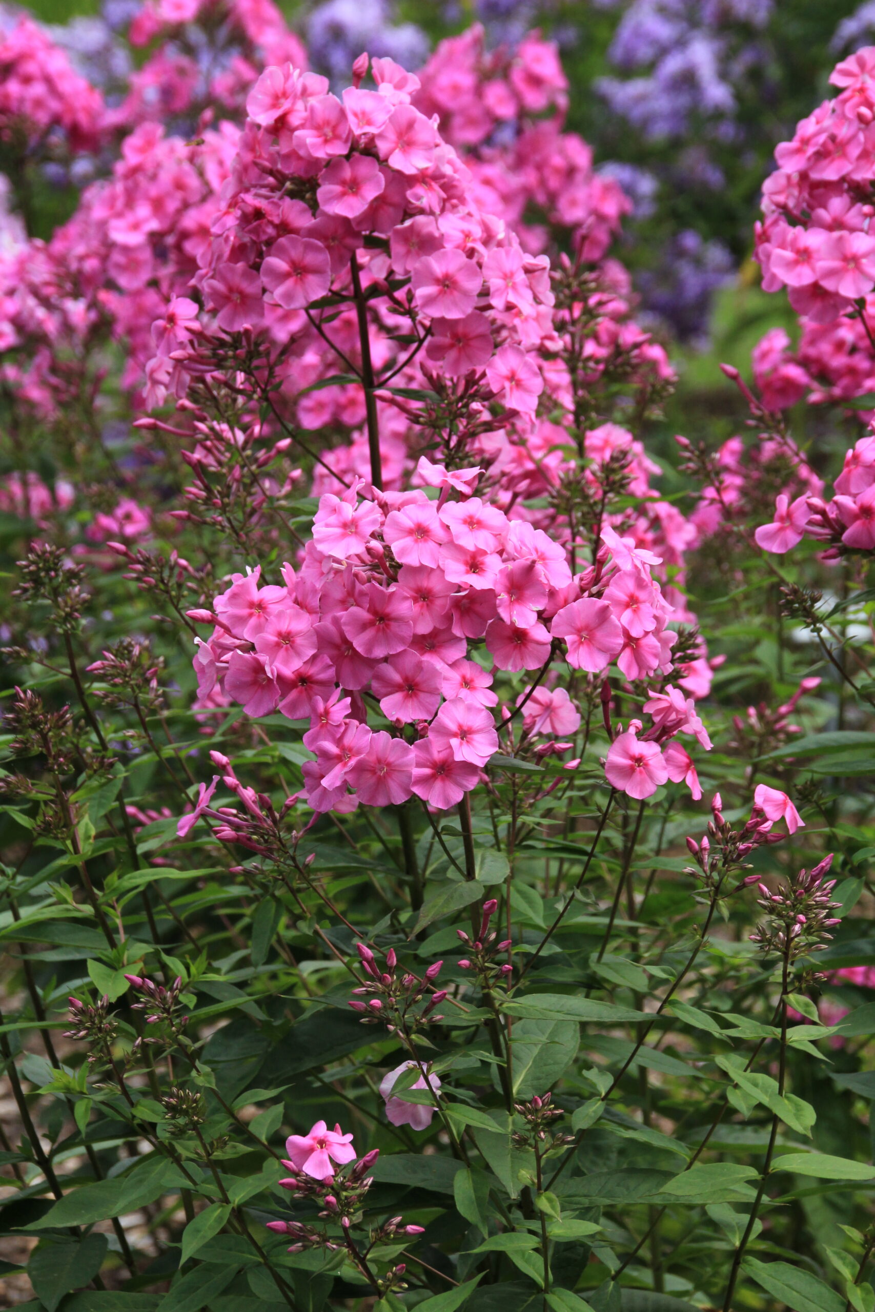 3640_phlox_amplifolia_winnetou_SS_001.jpeg