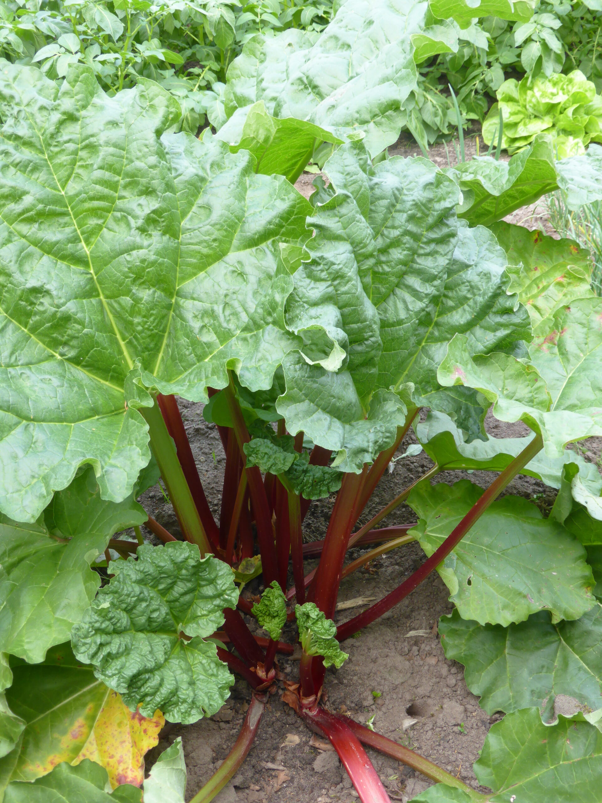 3964_rheum_rhabarbarum_SS_001.jpeg