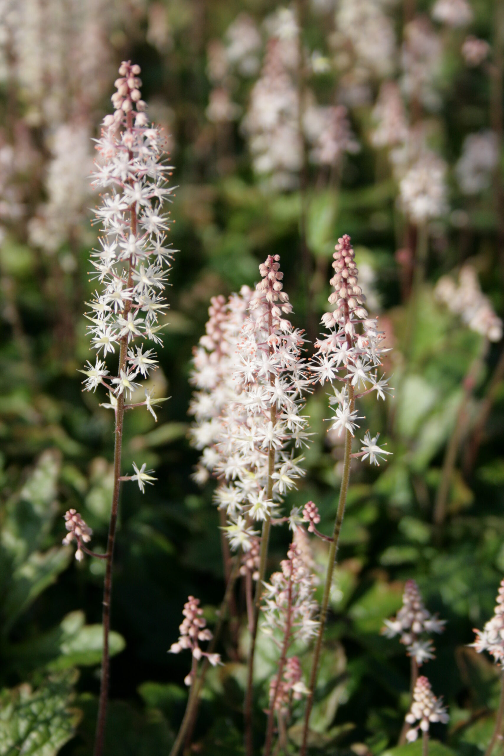 4548_tiarella_laciniata_pink_skyrocket_SS_001.jpeg