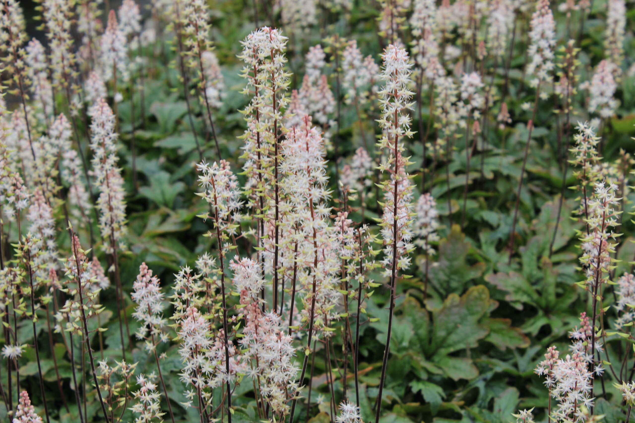 4549_tiarella_laciniata_pink_skyrocket_SS_002.jpeg