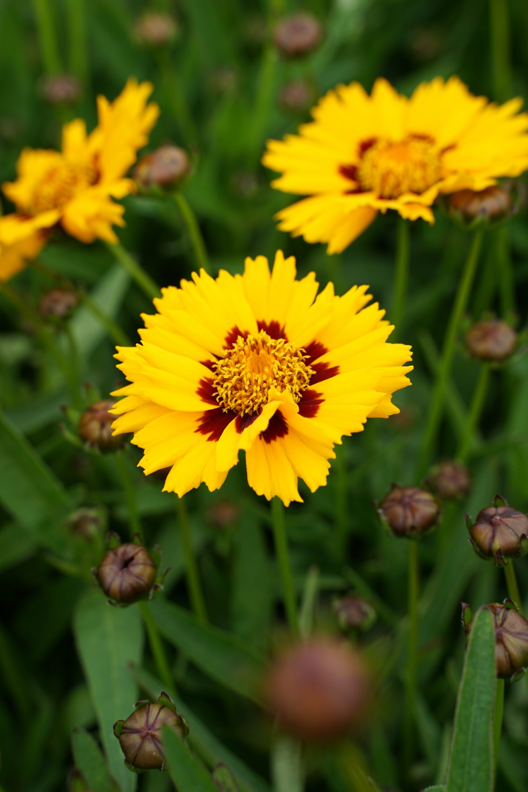 5209_coreopsis_grandiflora_sunfire_SS_001.jpeg