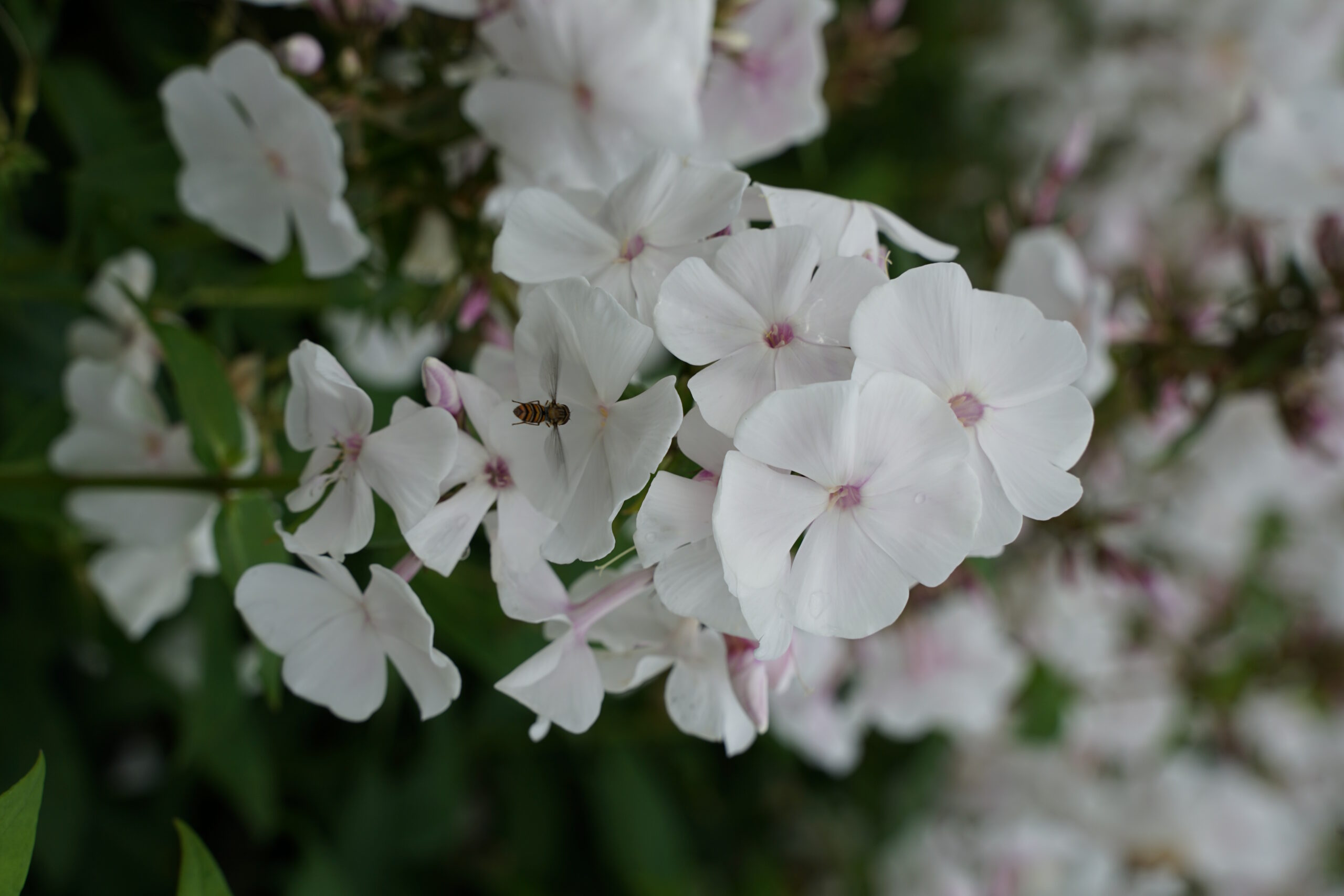 5265_phlox_paniculata_anne_SS_002.jpeg