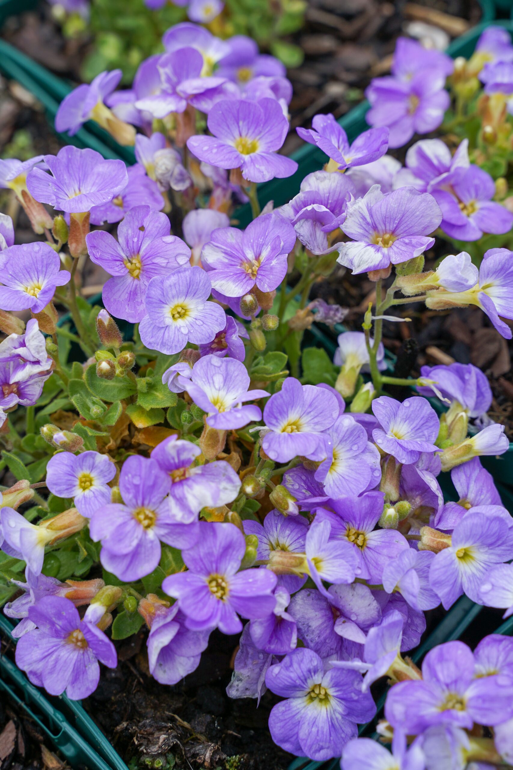 6791_aubrieta_cultorum_florado_blue_blush_bicolor_SS_001.jpeg