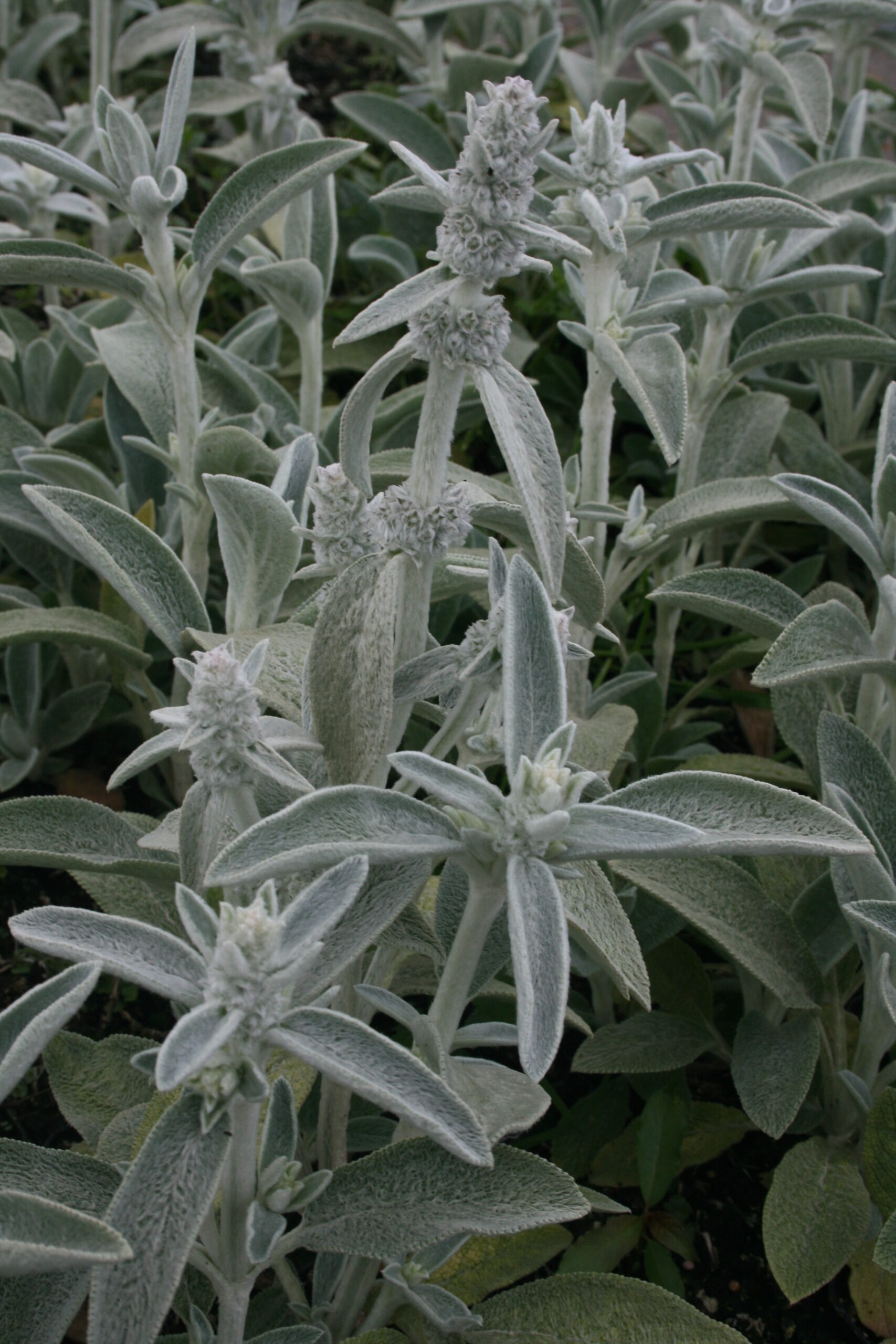 8770_stachys_byzantina_cotton_boll_BG_001.jpg