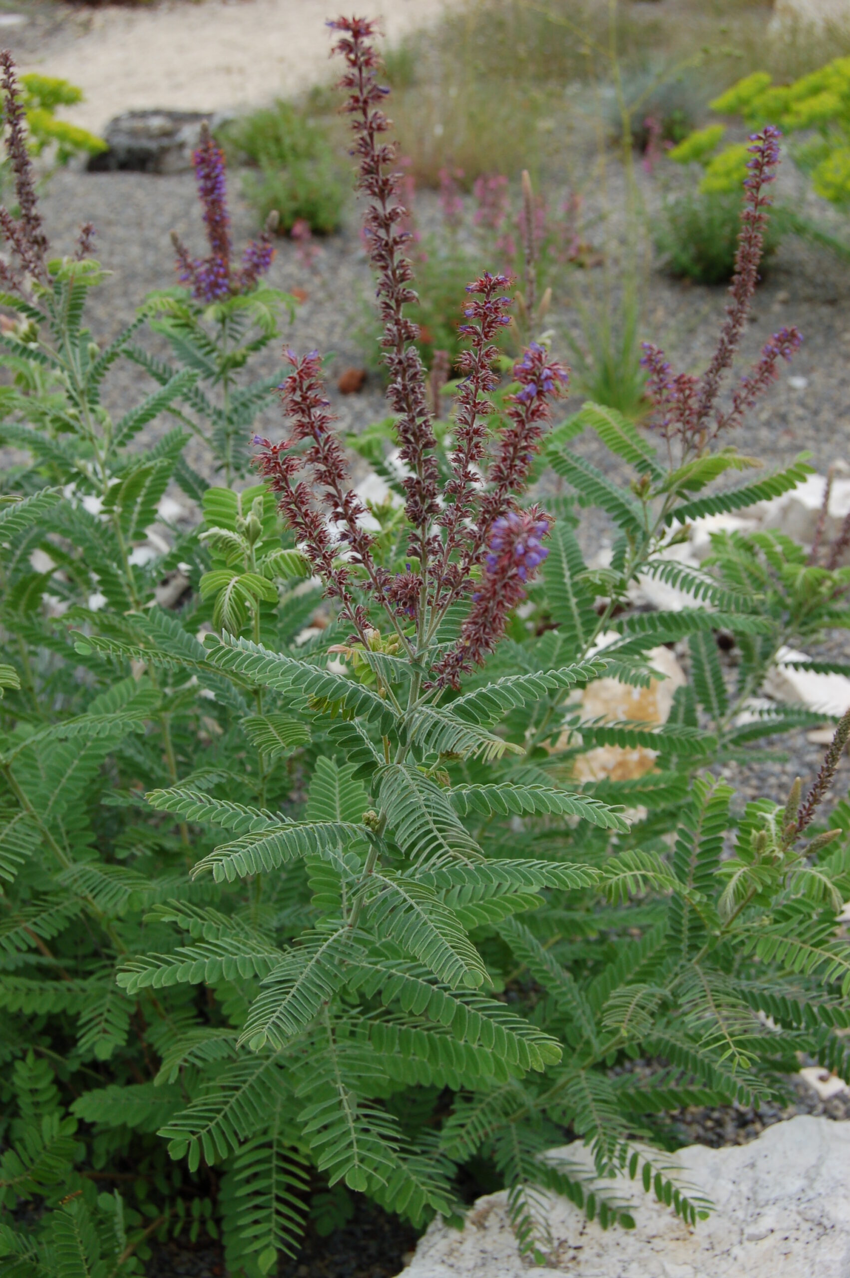 13009_amorpha_canescens_CH_001.jpg