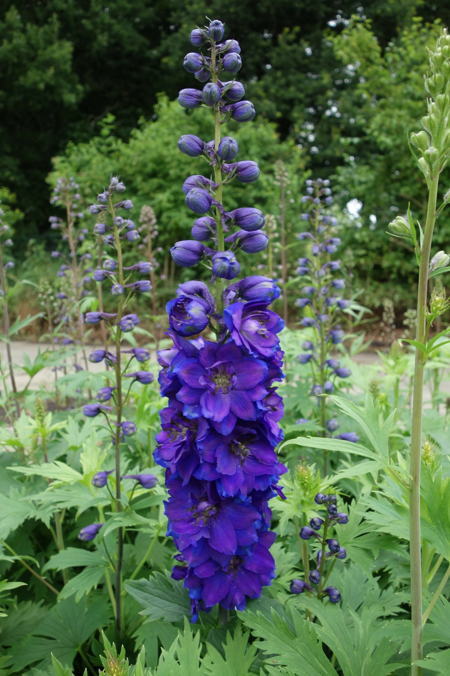 13032_delphinium_magic_fountain_dunkelblau_m_dunkler_biene_CH_001.jpg