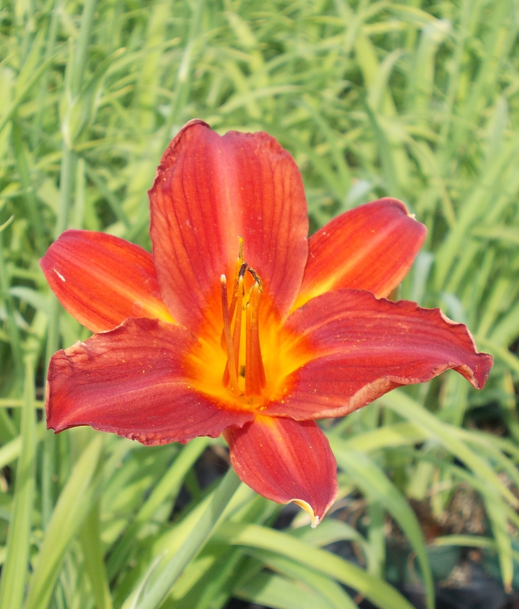 13061_hemerocallis_cult_shining_plumage_CH_001.jpg