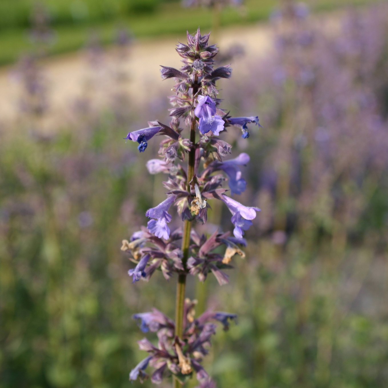 13108_nepeta_grandiflora_bramdean_CH_001.jpg
