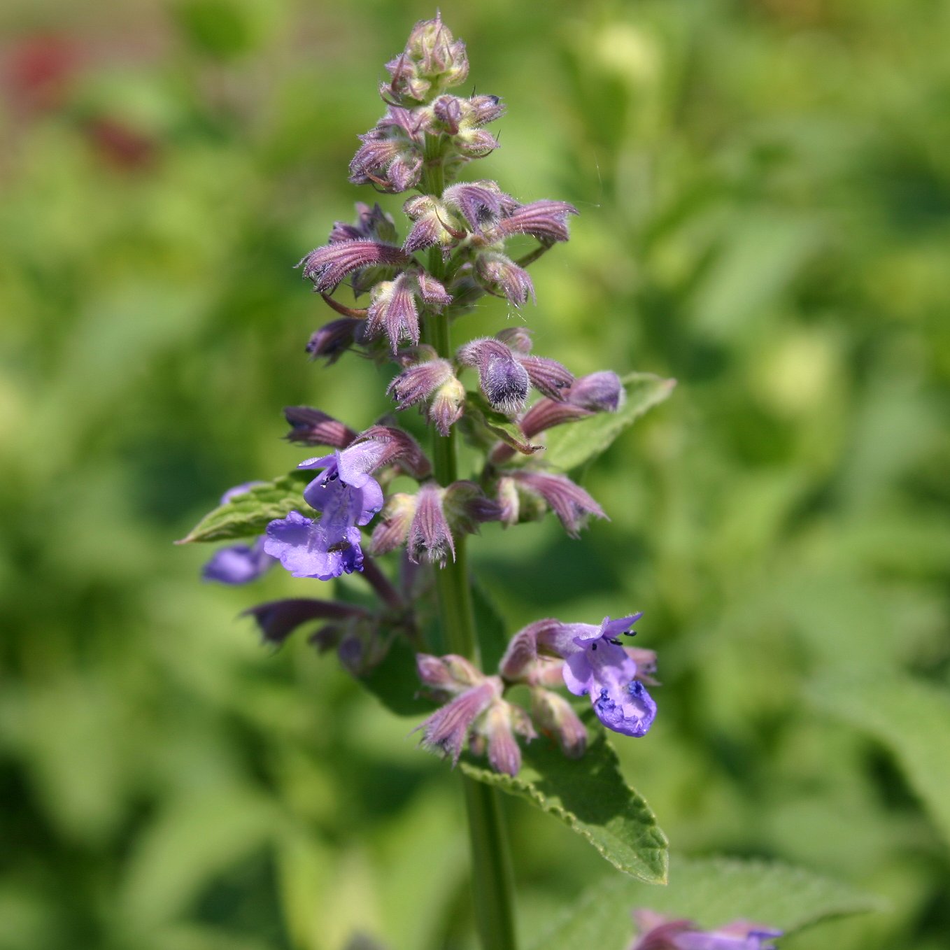 13110_nepeta_grandiflora_pool_bank_CH_001.jpg