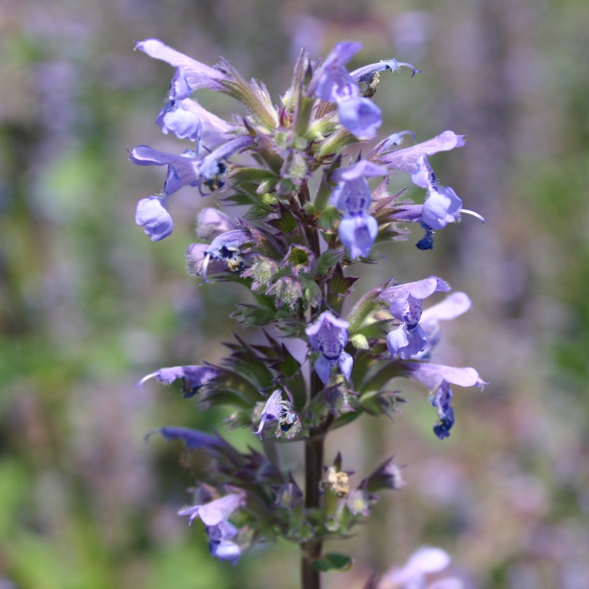13111_nepeta_grandiflora_zinsers_giant_CH_003.jpg