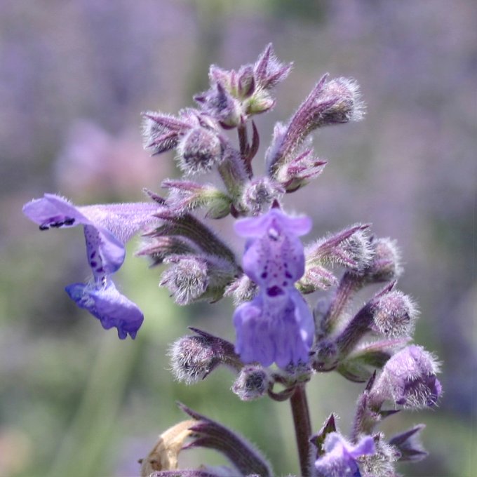 13122_nepeta_faassenii_six_hills_giant_CH_002.jpg